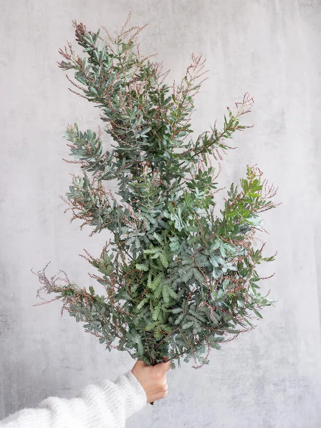 blumigo-mimose-baileyana-purpurea-greenery-gr-n-rot image 1