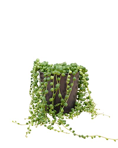 plnts-rareplnts-senecio-rowleyanus-h-ngepflanze-20cm-perlenschnur image 7