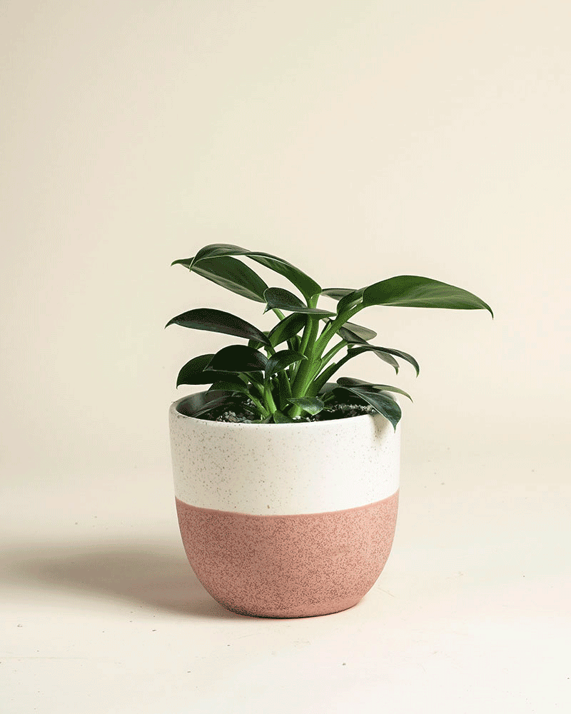 feey-philodendron-imperial-green-zimmerpflanze-ohne-bertopf image 5