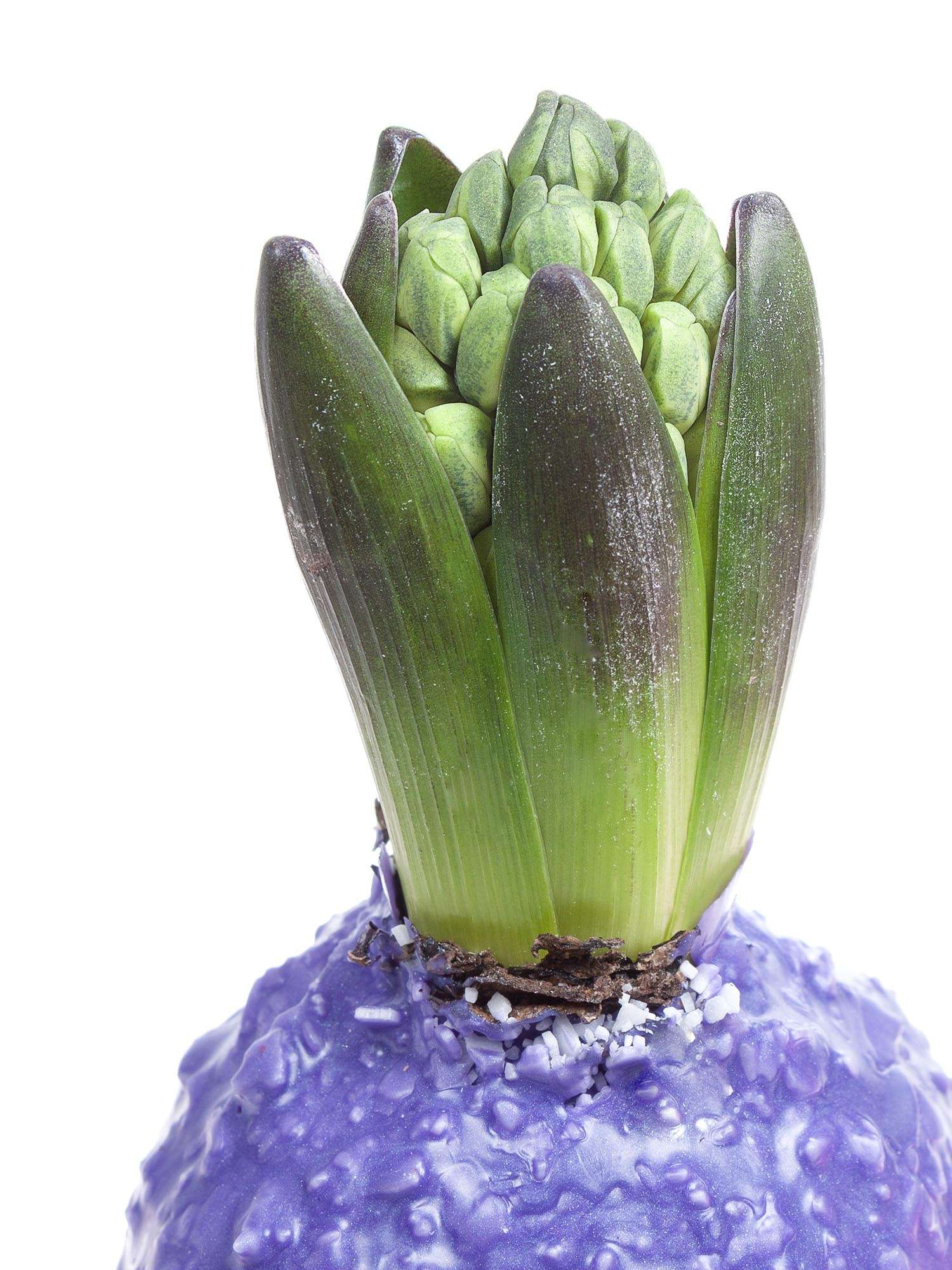 blumigo-fr-hlingsknollen-hyazinthenknollen-gewachst-violett-flocken image 2