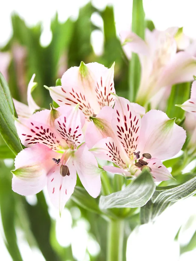blumigo-alstr-merien-pink-floyd-schnittblumen-rosa image 1