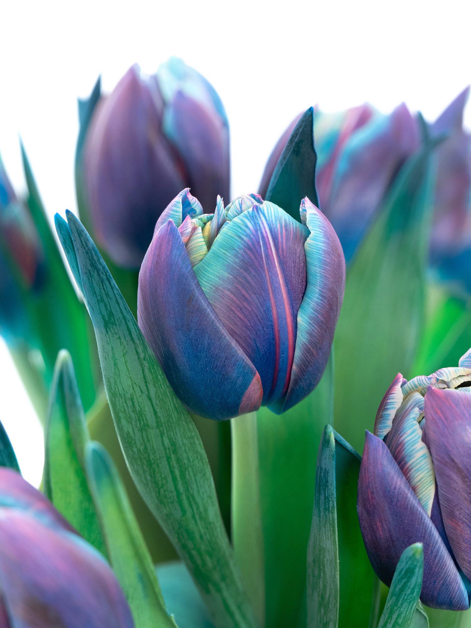 blumigo-tulpen-double-bubble-gef-llte-tulpen-blau image 6
