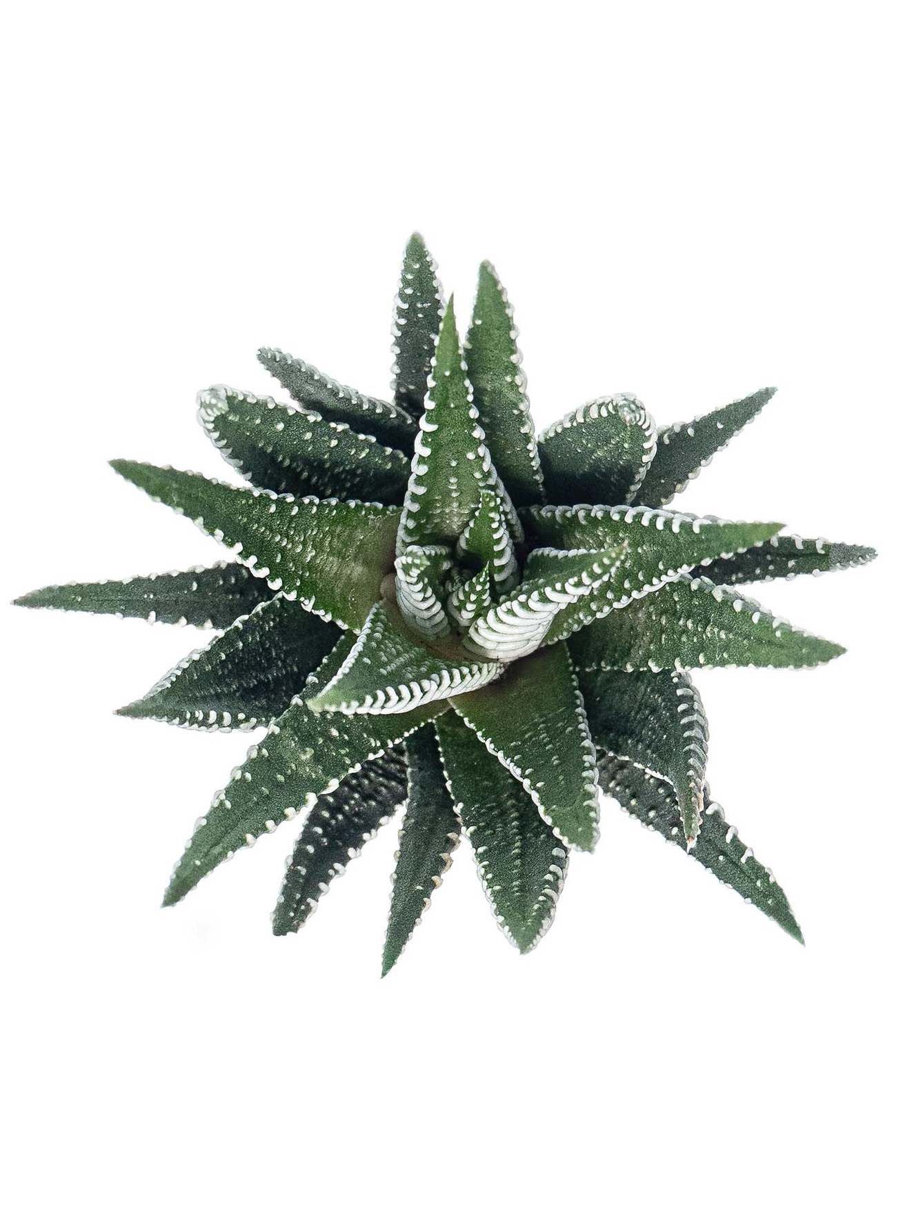 blumigo-blattwerk-sukkulenten-haworthia-fasciata-gr-n-wei image 1
