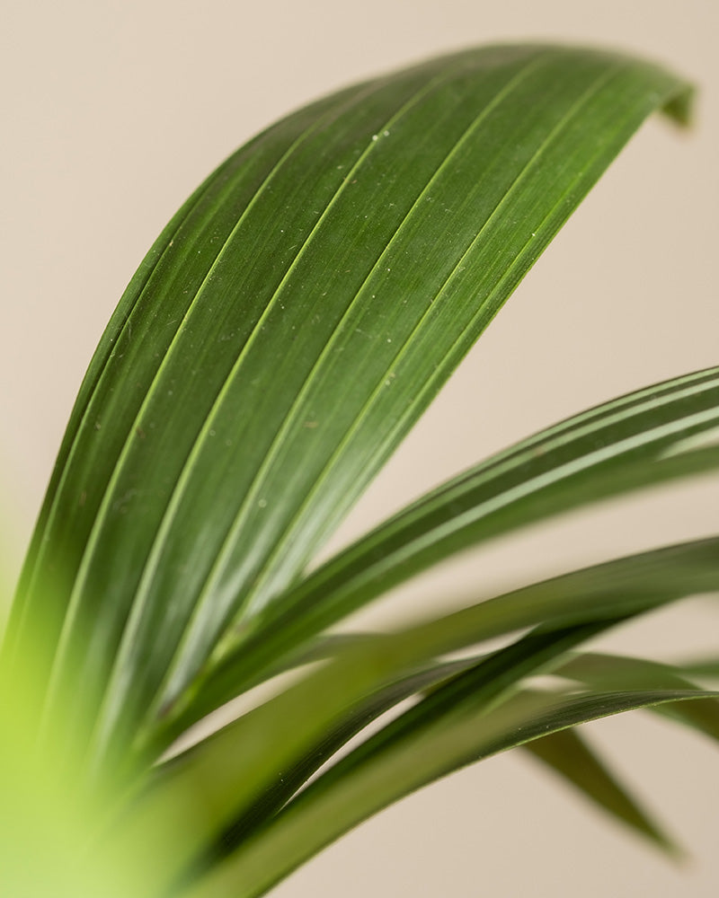 feey-variado-kentiapalme-zimmerpflanze-gro-tierfreundlich image 8