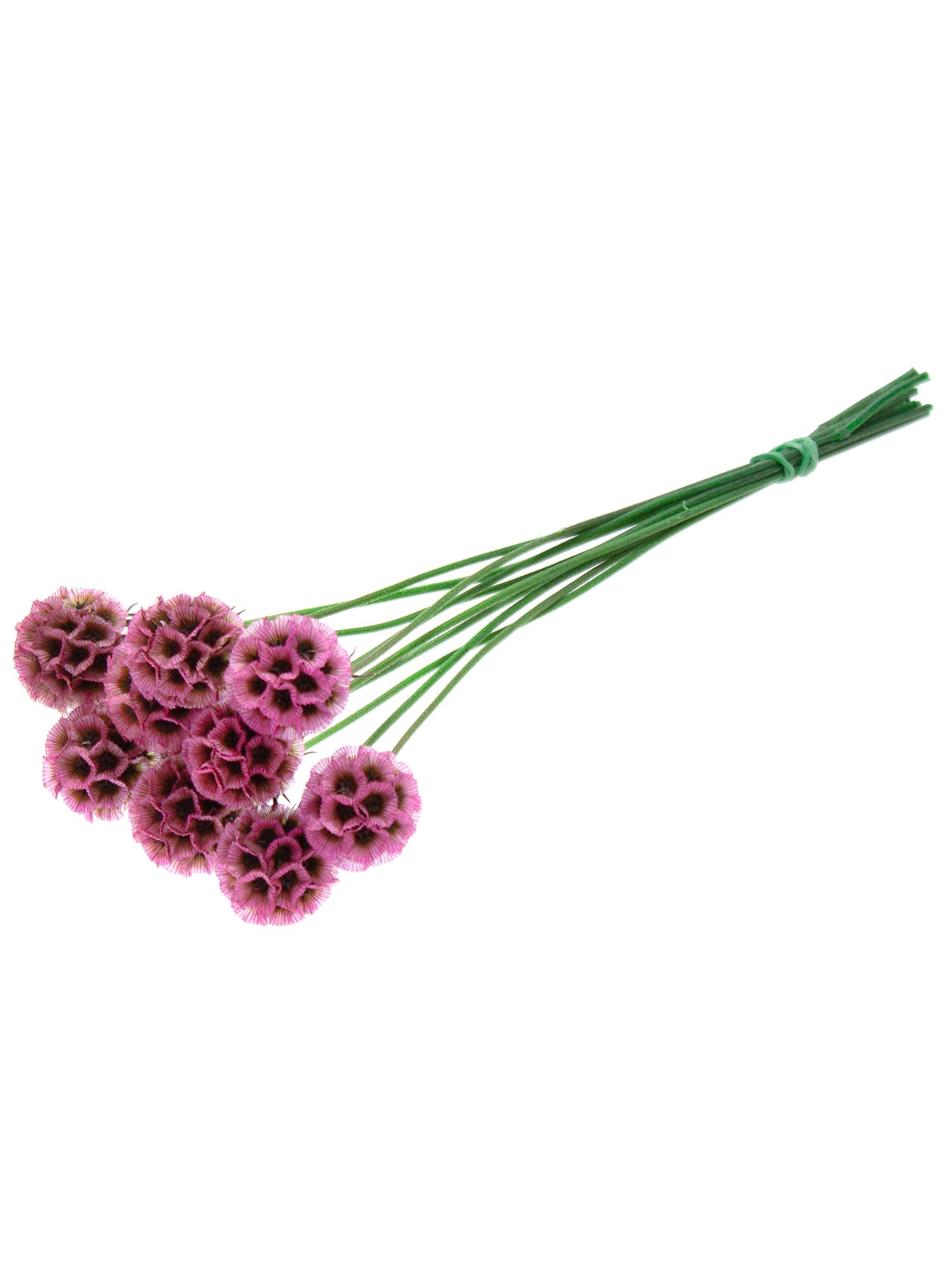 blumigo-trockenblumen-skabiosen-trockenblume-pink image 4