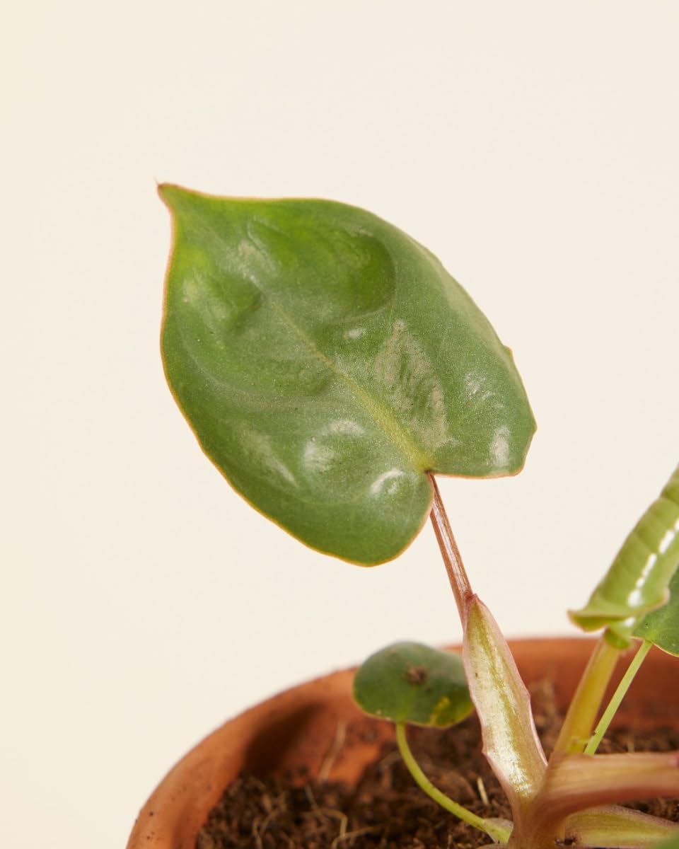 plnts-babyplnts-philodendron-billietiae-baby-4cm-10cm image 4