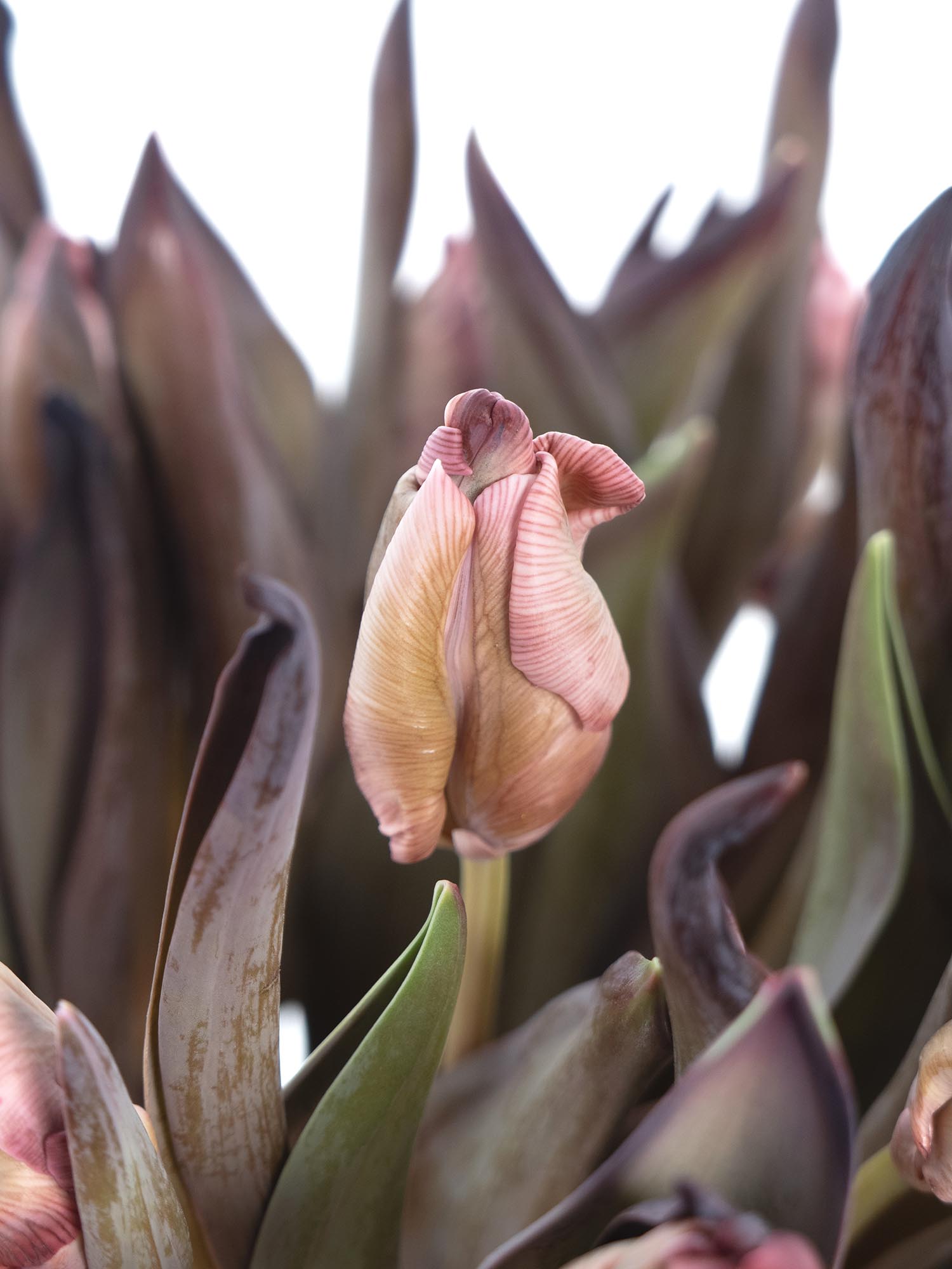 blumigo-tulpen-brownies-parrot-tulpe-gr-n-braun image 2