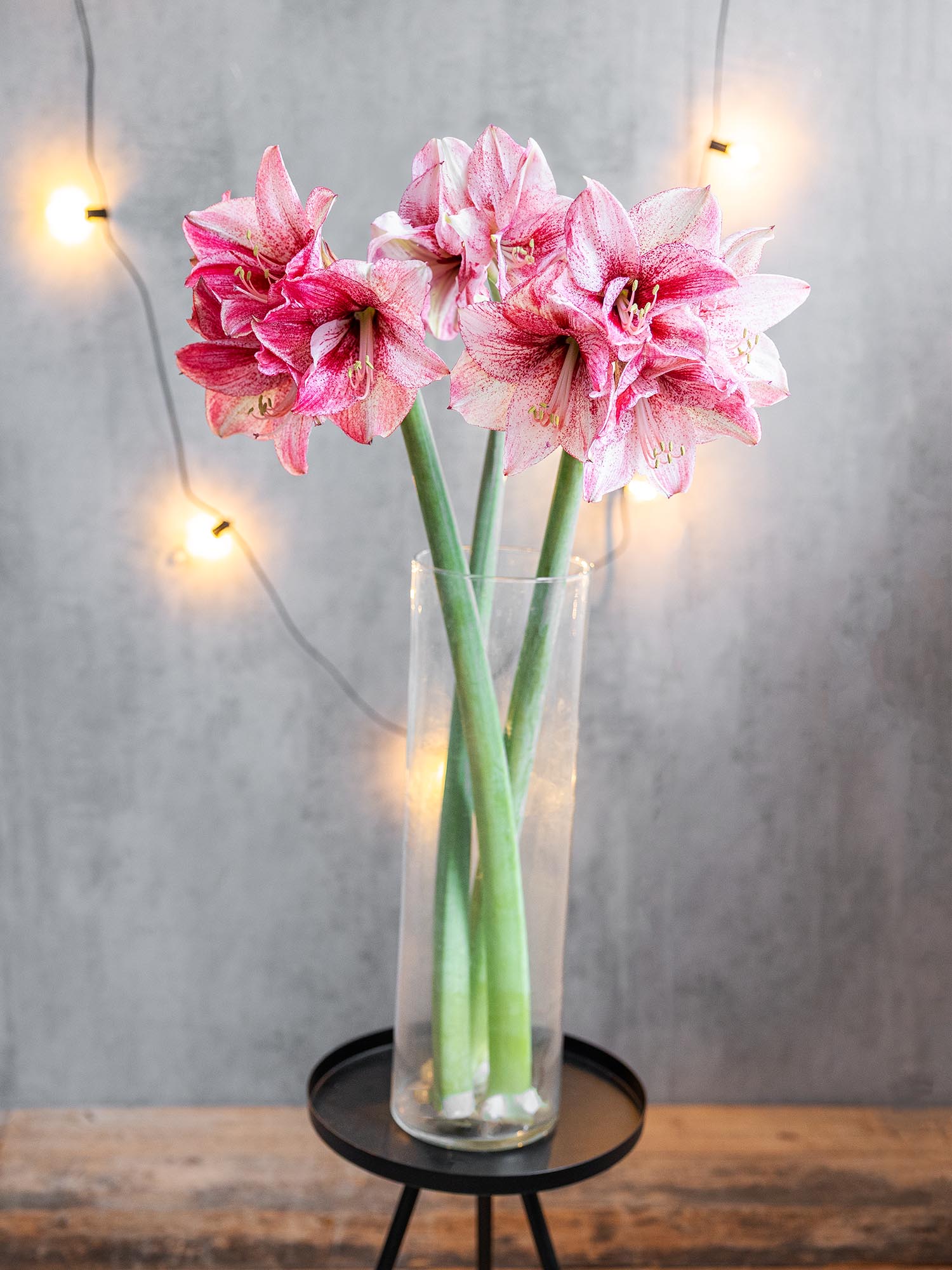 blumigo-amaryllis-revelation-schnittblume-pink-wei image 2