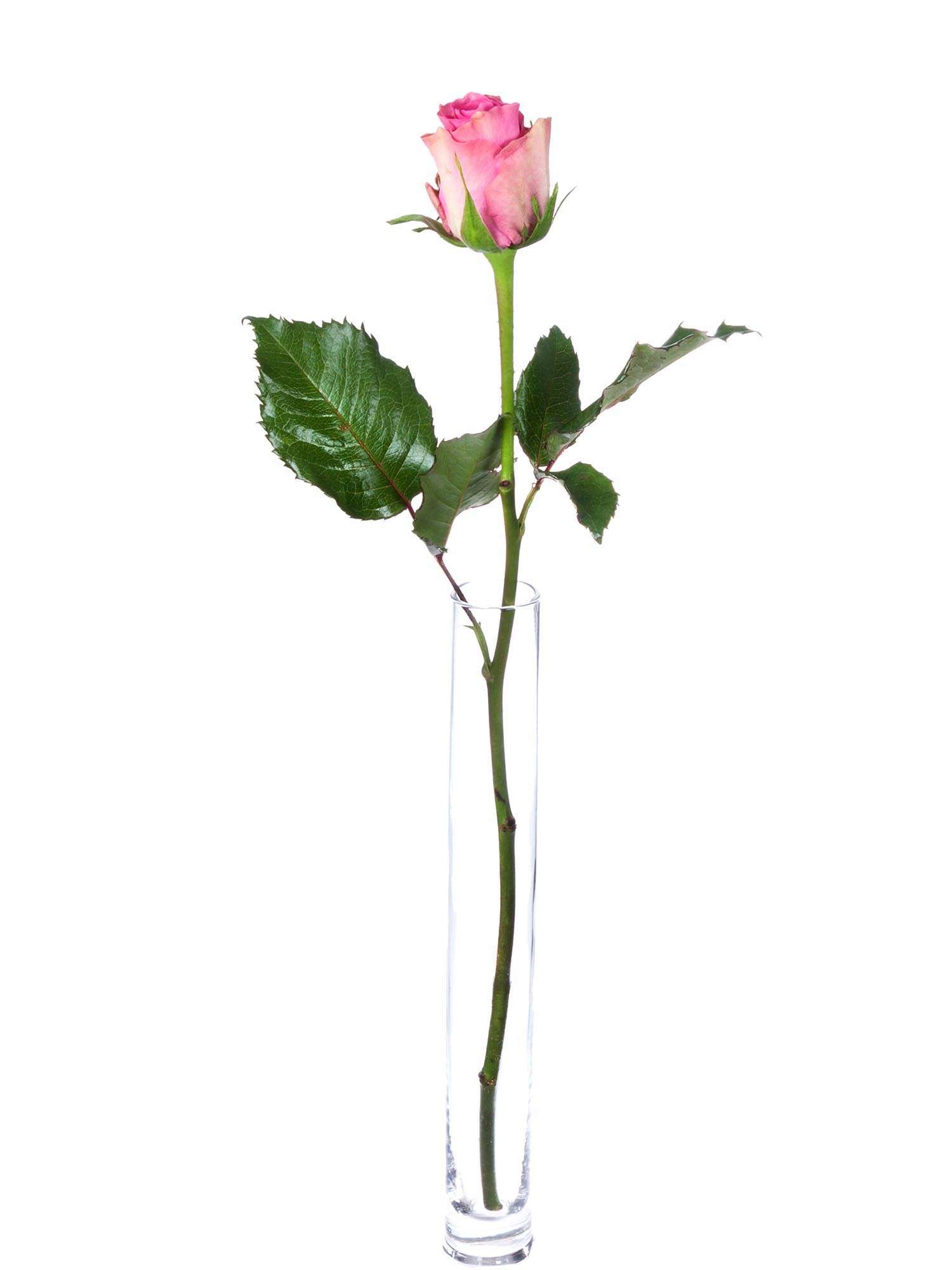 blumigo-rosen-shiary-pink-creme-stiel-frisch image 3