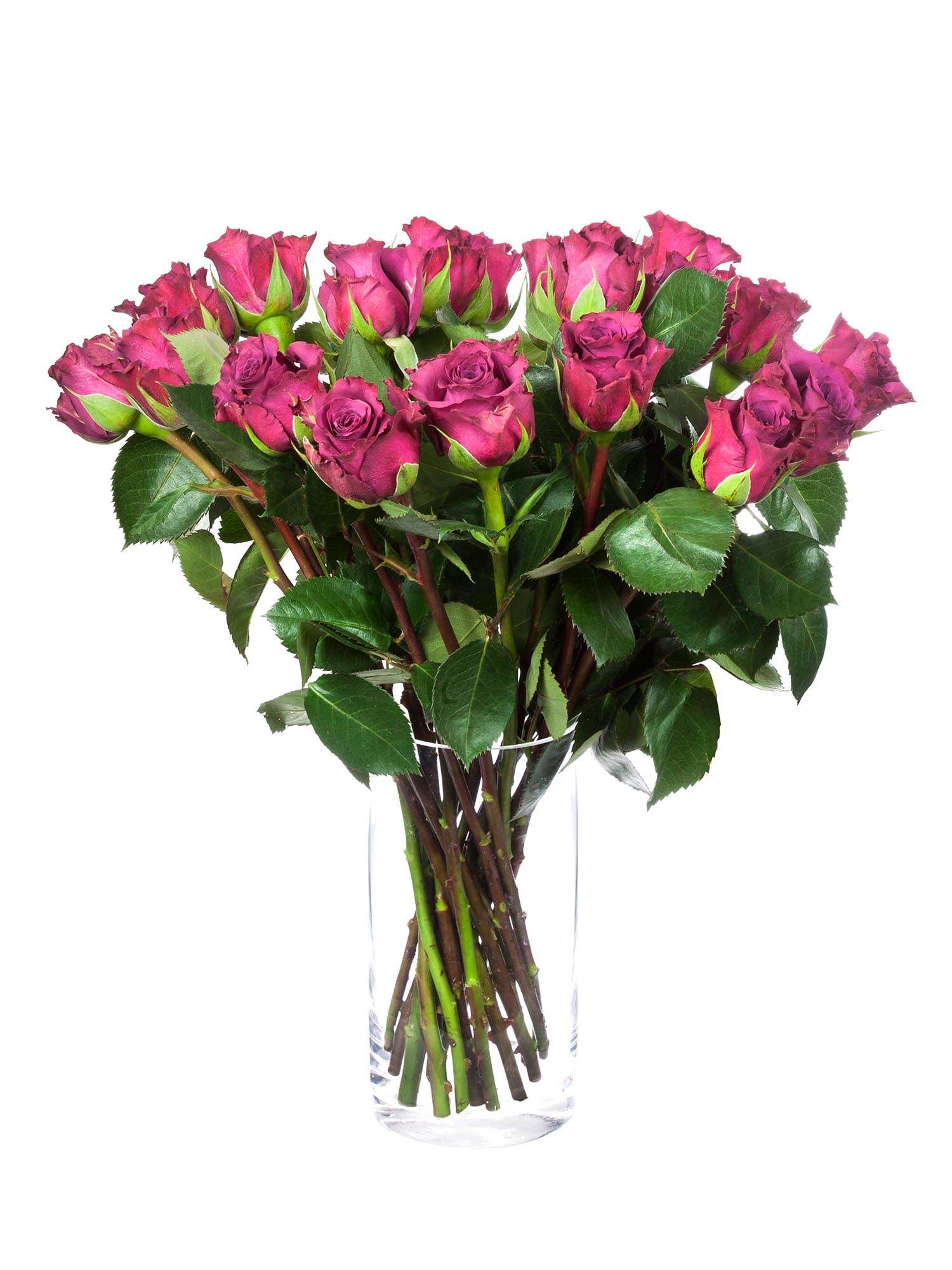 blumigo-rosen-ascot-schnittrose-violett image 2