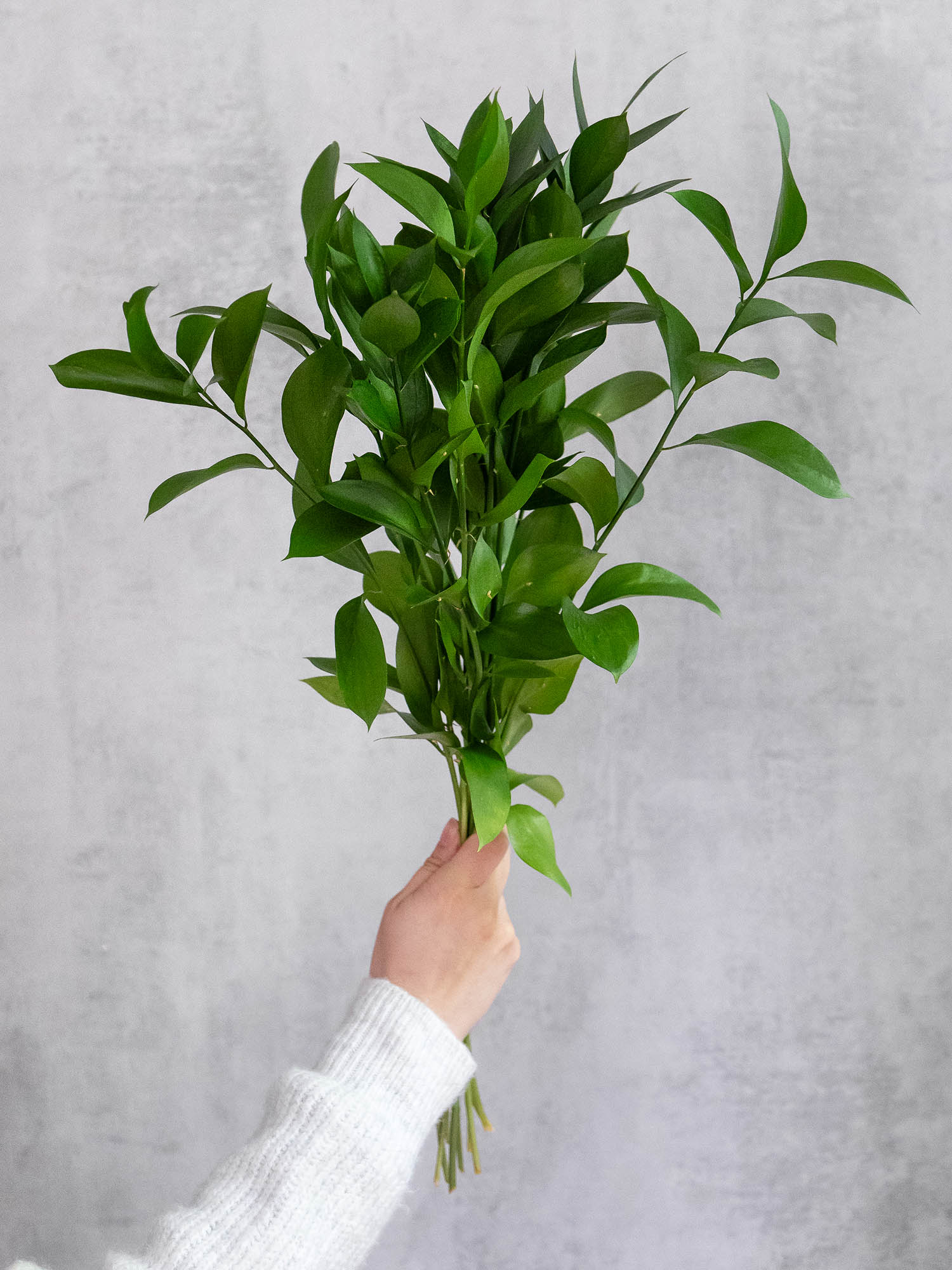 blumigo-blattwerk-ruscus-hypophyllum-bindegr-n-schnittgr-n image 1