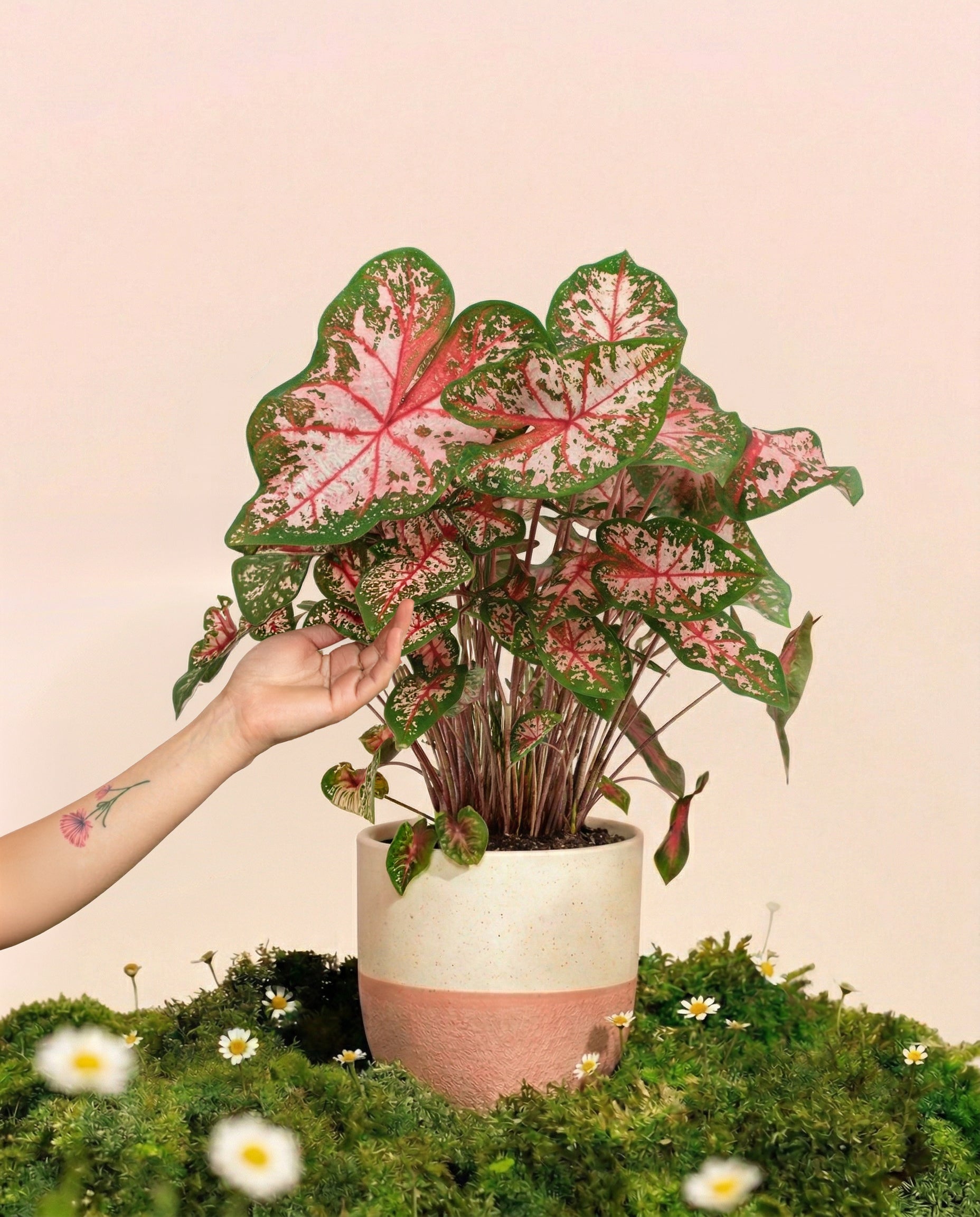 feey-variado-caladium-carolyn-whorton-zimmerpflanze-bunt image 1