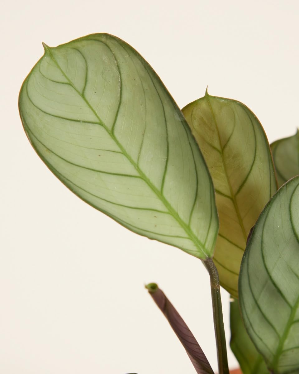 plnts-babyplnts-ctenanthe-amagris-babypflanze-15-cm-tropisch image 3