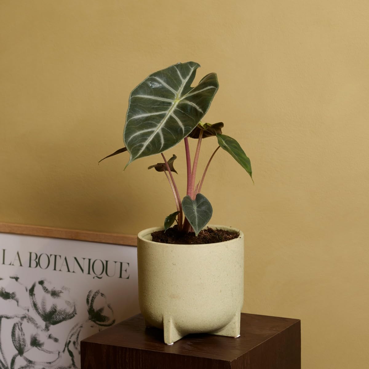 plnts-rareplnts-alocasia-pink-dragon-pfeilblatt-25-cm image 6