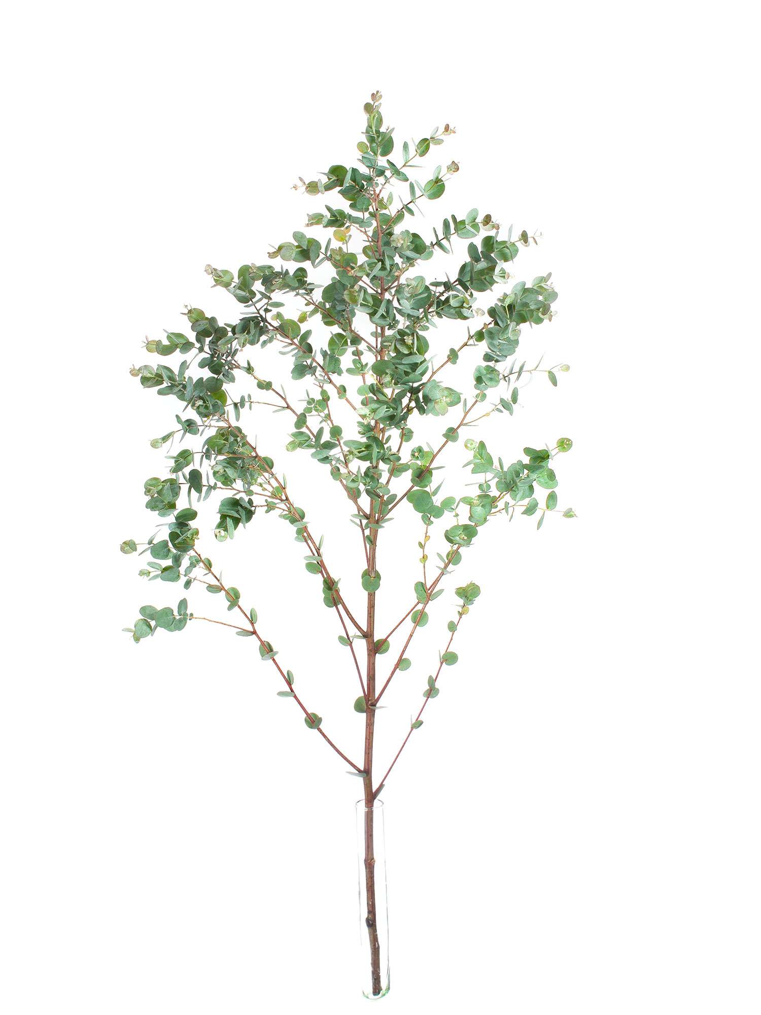 blumigo-eukalyptus-gunni-gr-ner-bund-frisch image 4
