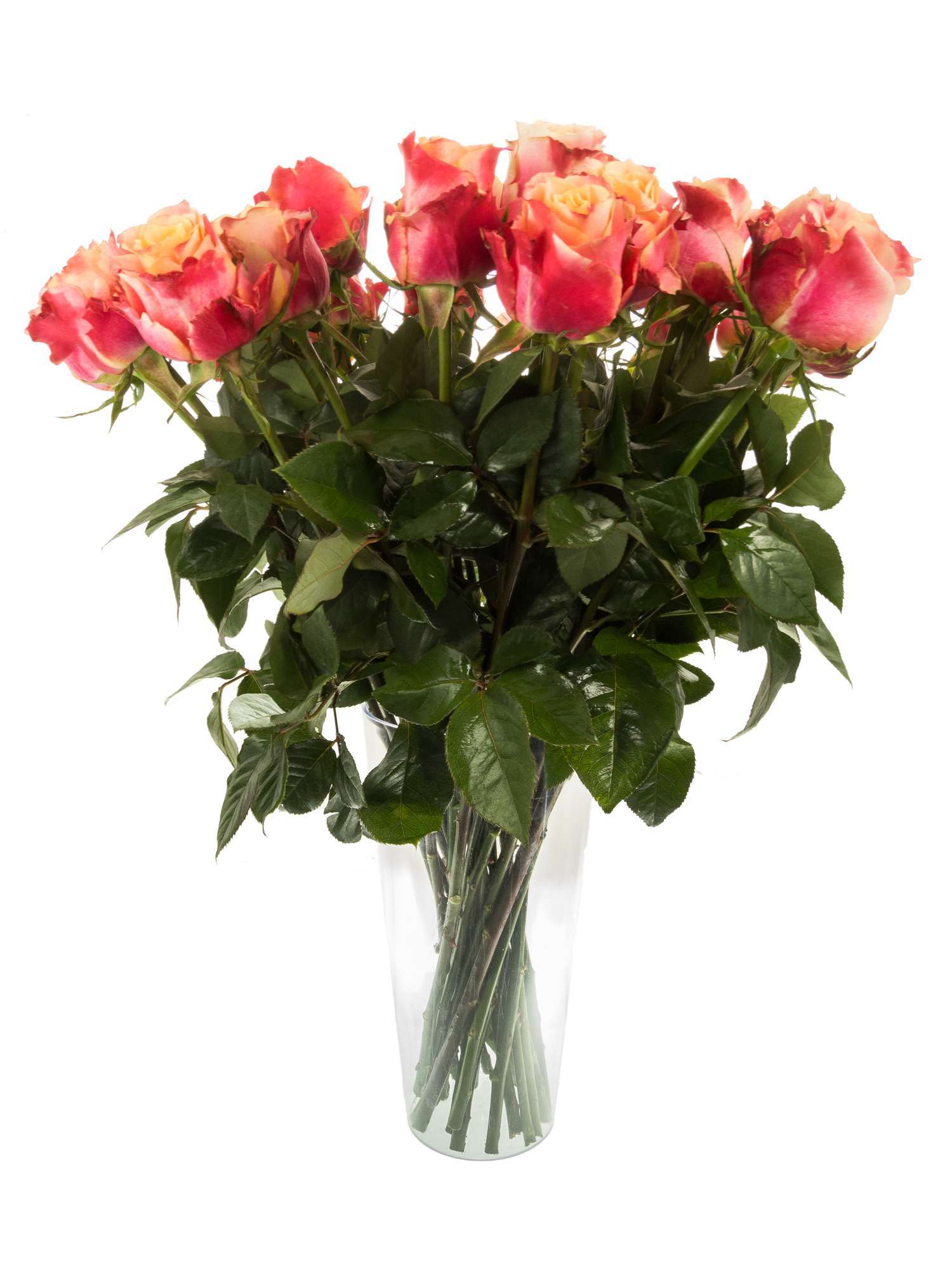 blumigo-rosen-3d-rose-gelb-rot-einzelstiel-zweifarbig image 2