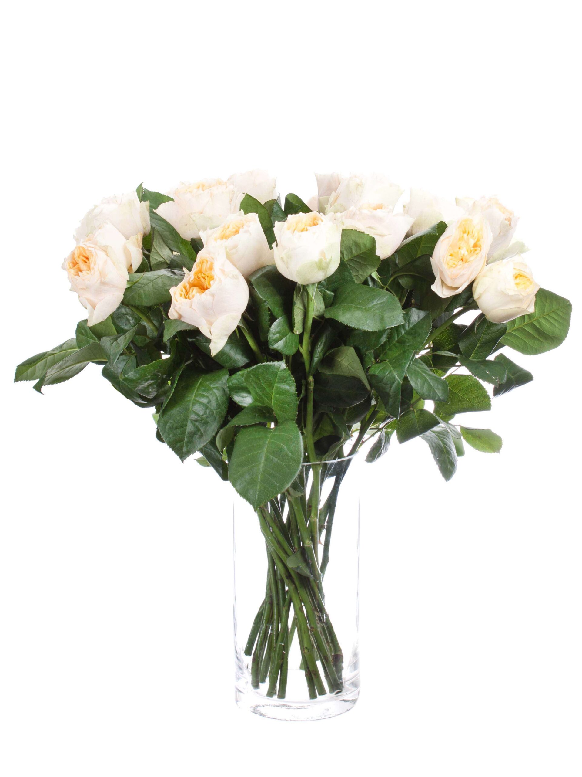 blumigo-rosen-vuvuzela-peach-schnittrosen-creme-apricot-stiel image 2