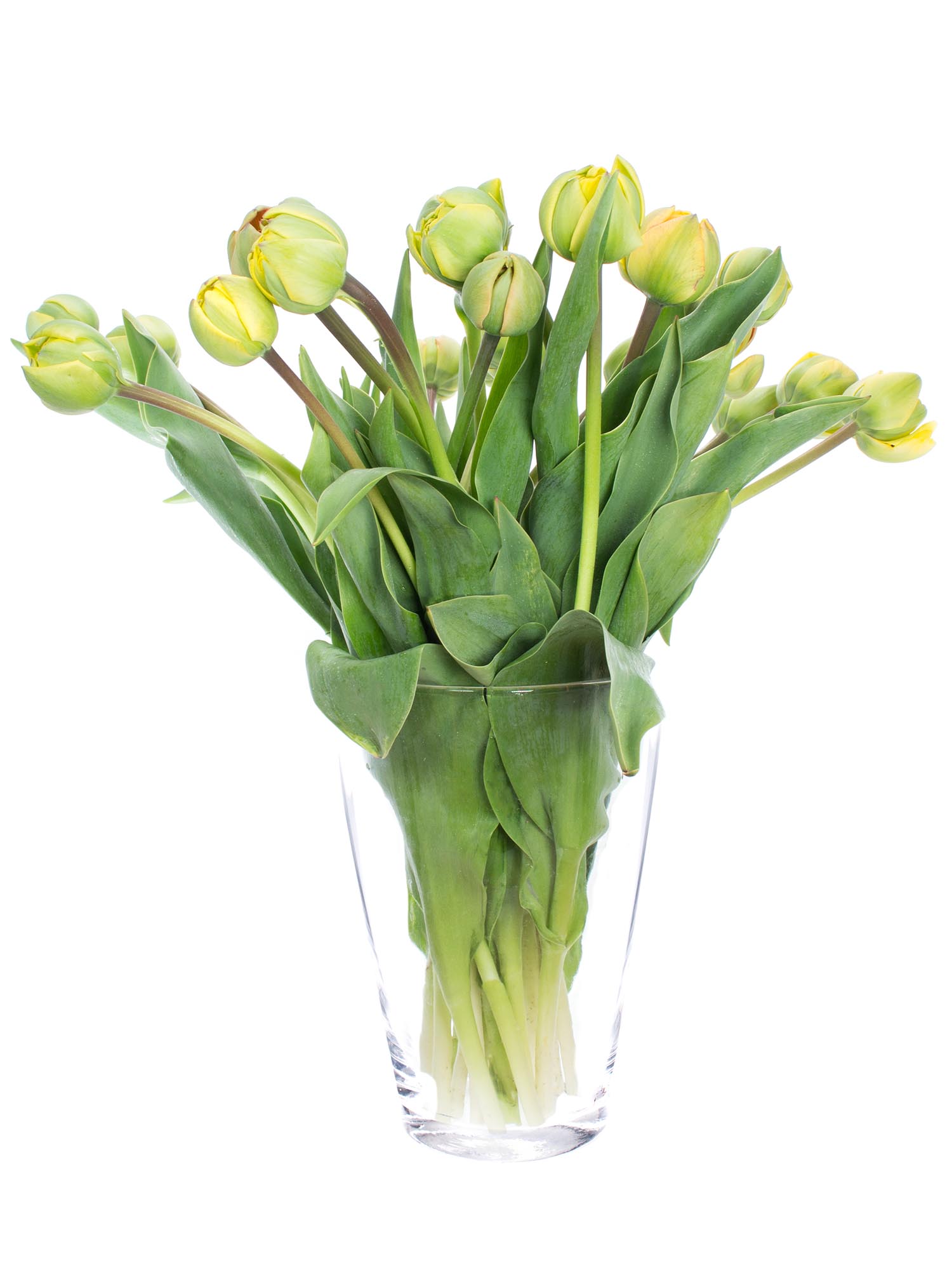 blumigo-tulpen-sun-lover-schnittblumen-gelb-orange-gef-llt image 2
