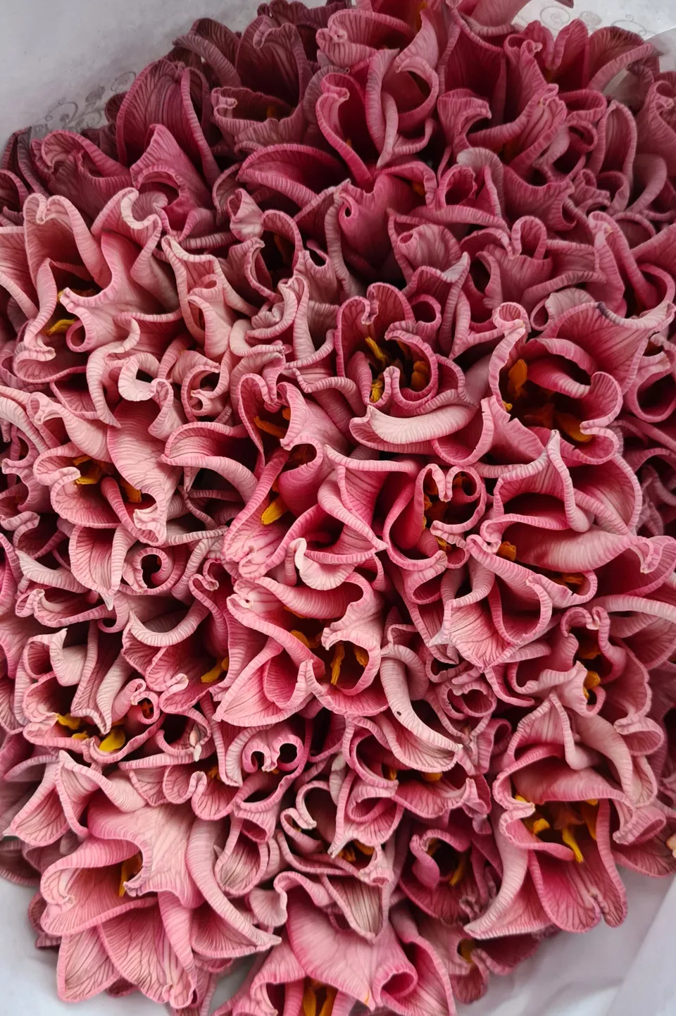 blumigo-tulpen-moulin-rouge-schnittblumen-painted-pink image 1