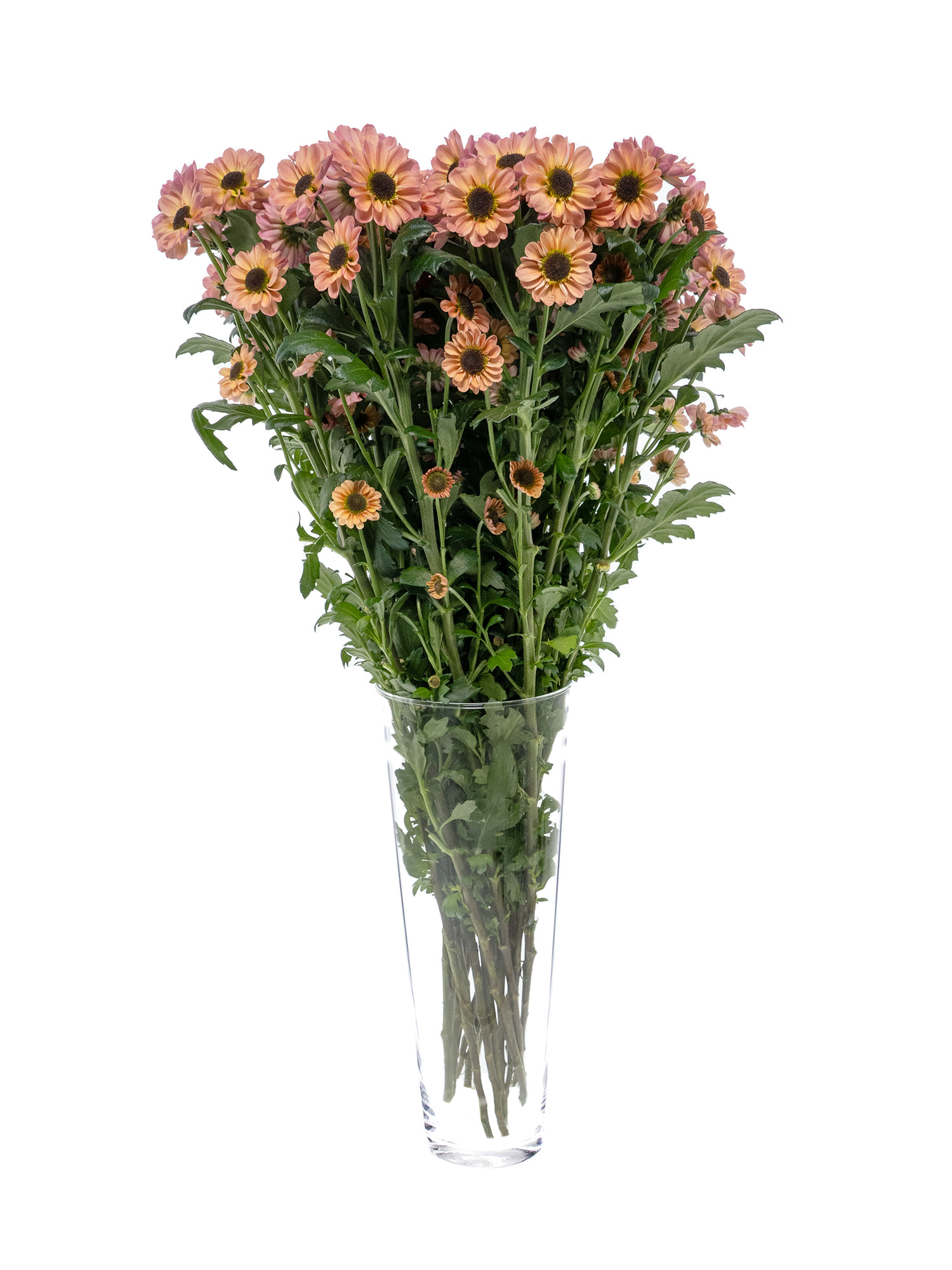 blumigo-chrysanthemen-santini-ying-yang-smokey-apricot image 2