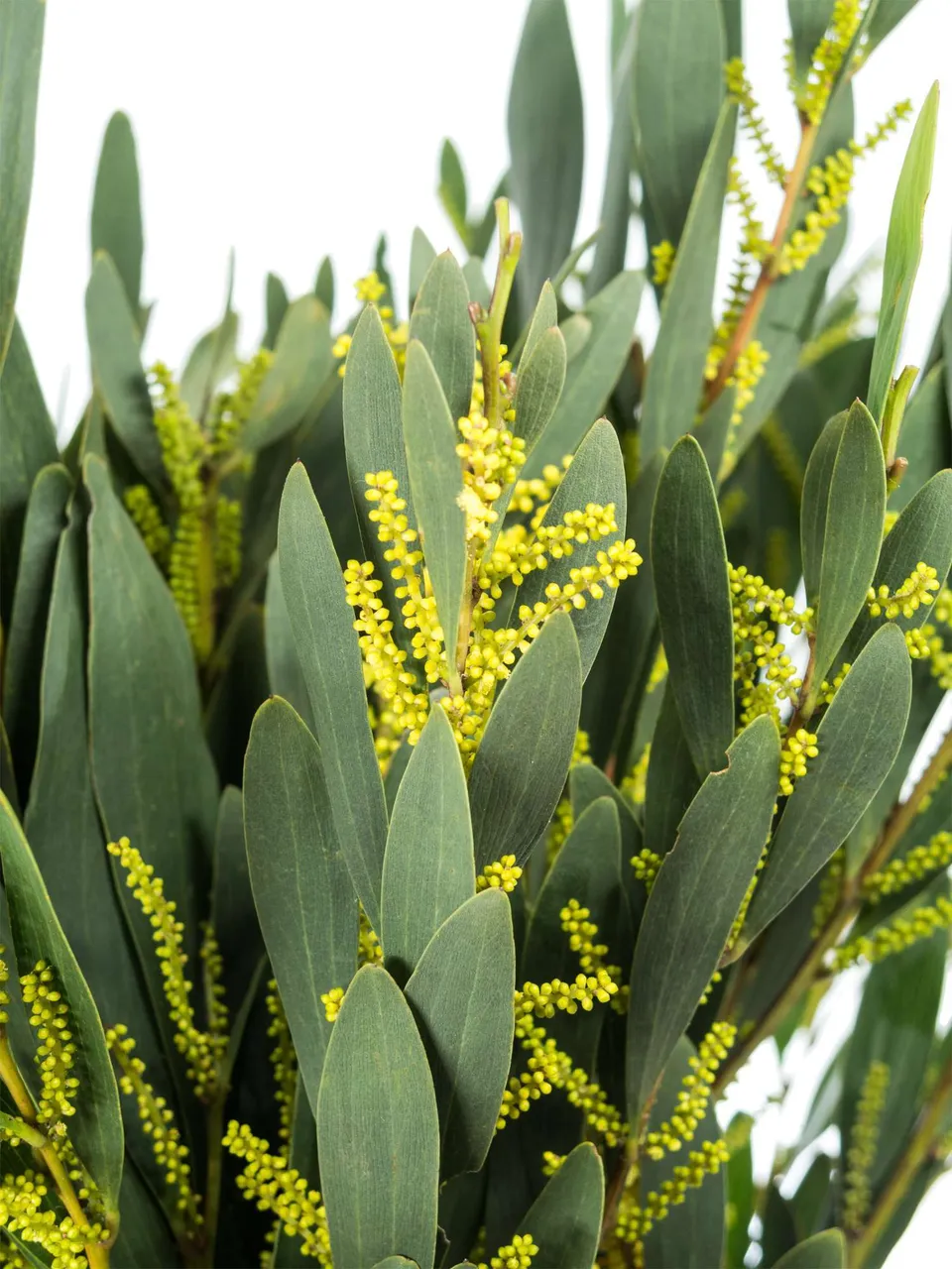blumigo-exklusives-greenery-silber-akazie-schnittgr-n-falsche-mimose image 1