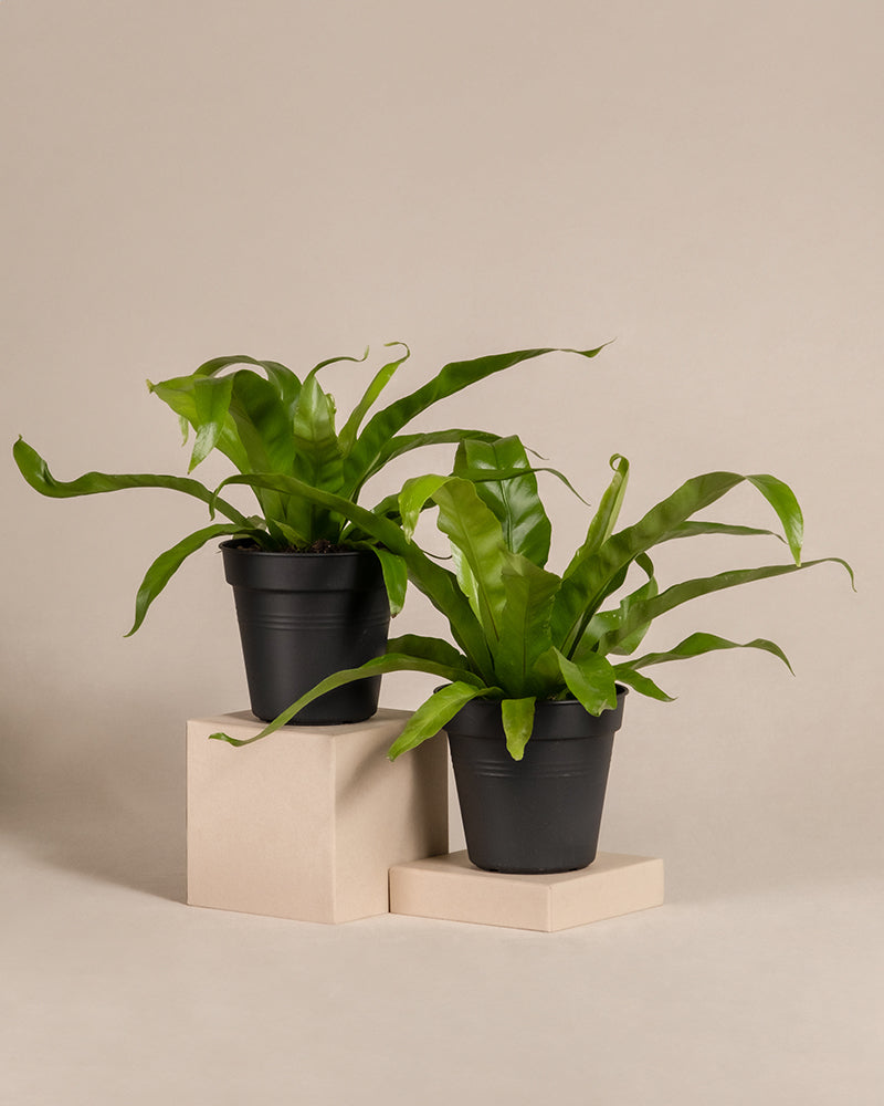 feey-variado-nestfarn-duo-zimmerpflanzen-2er-set-ohne-bertopf image 3