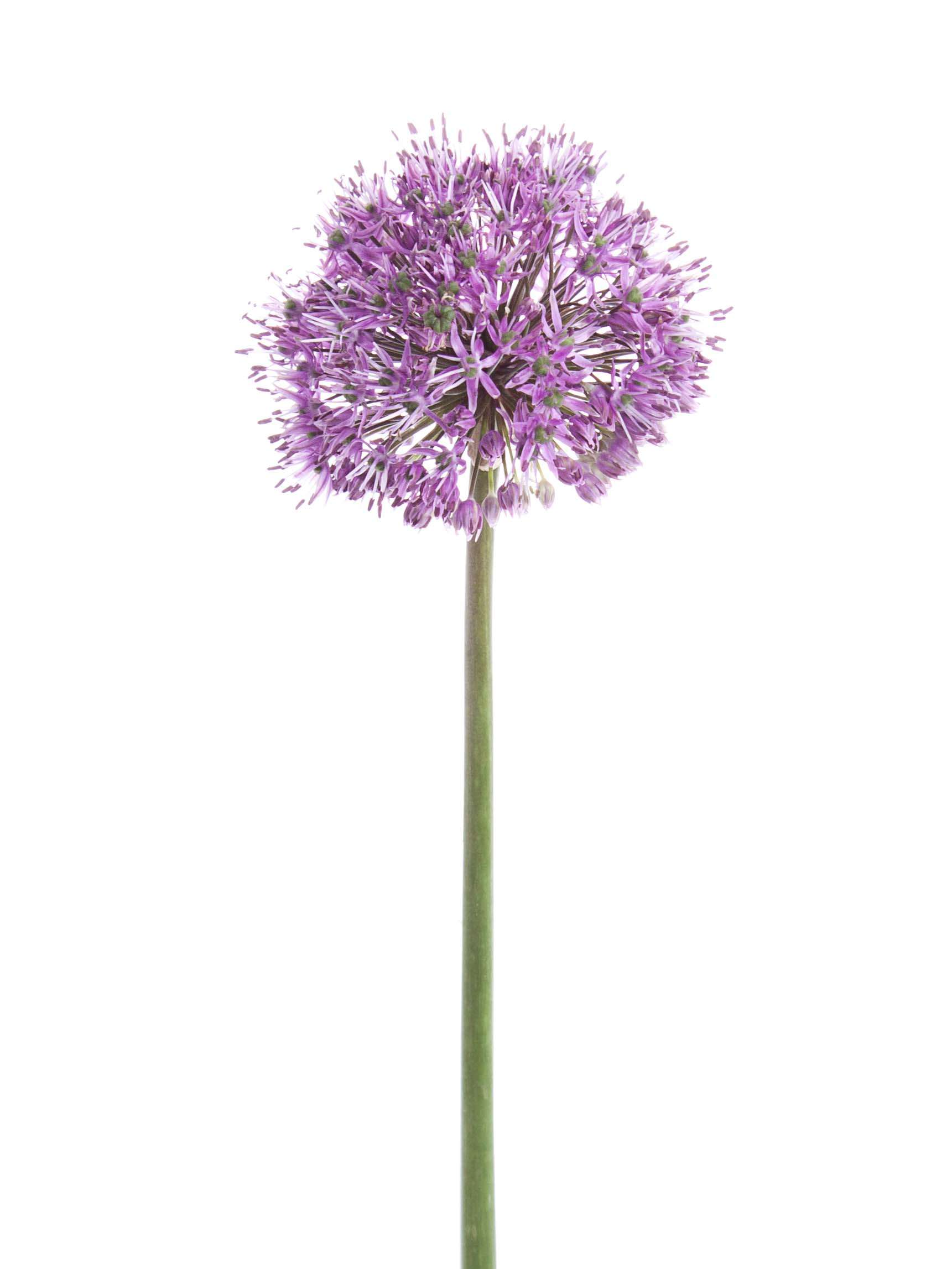 blumigo-fr-hlingsknollen-allium-gladiator-blume-lila image 4