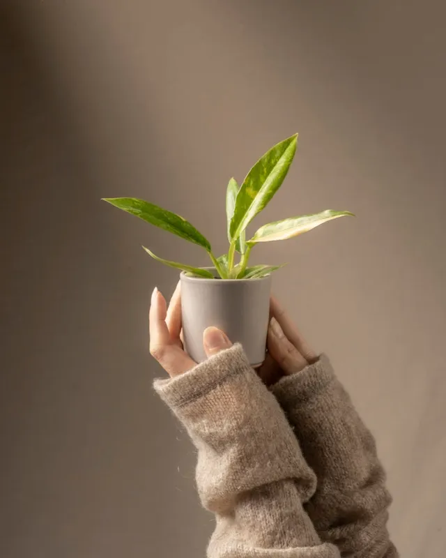 feey-ring-of-fire-philodendron-babypflanze-ohne-bertopf-rarit-t image 1