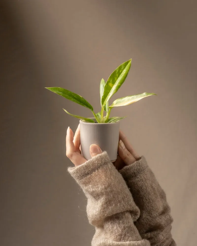 feey-ring-of-fire-philodendron-babypflanze-ohne-bertopf-rarit-t image 1