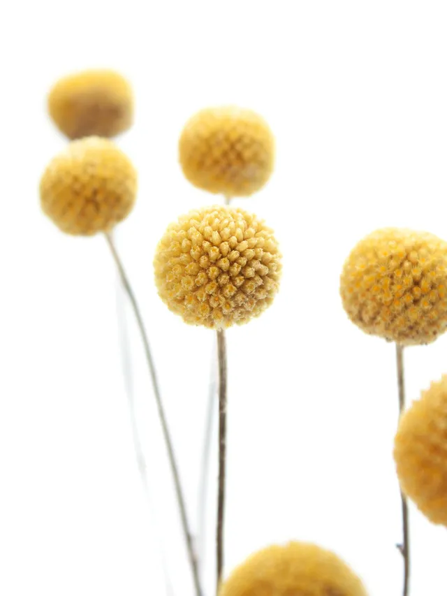 blumigo-trockenblumen-craspedia-gelb-getrocknet-natur image 1