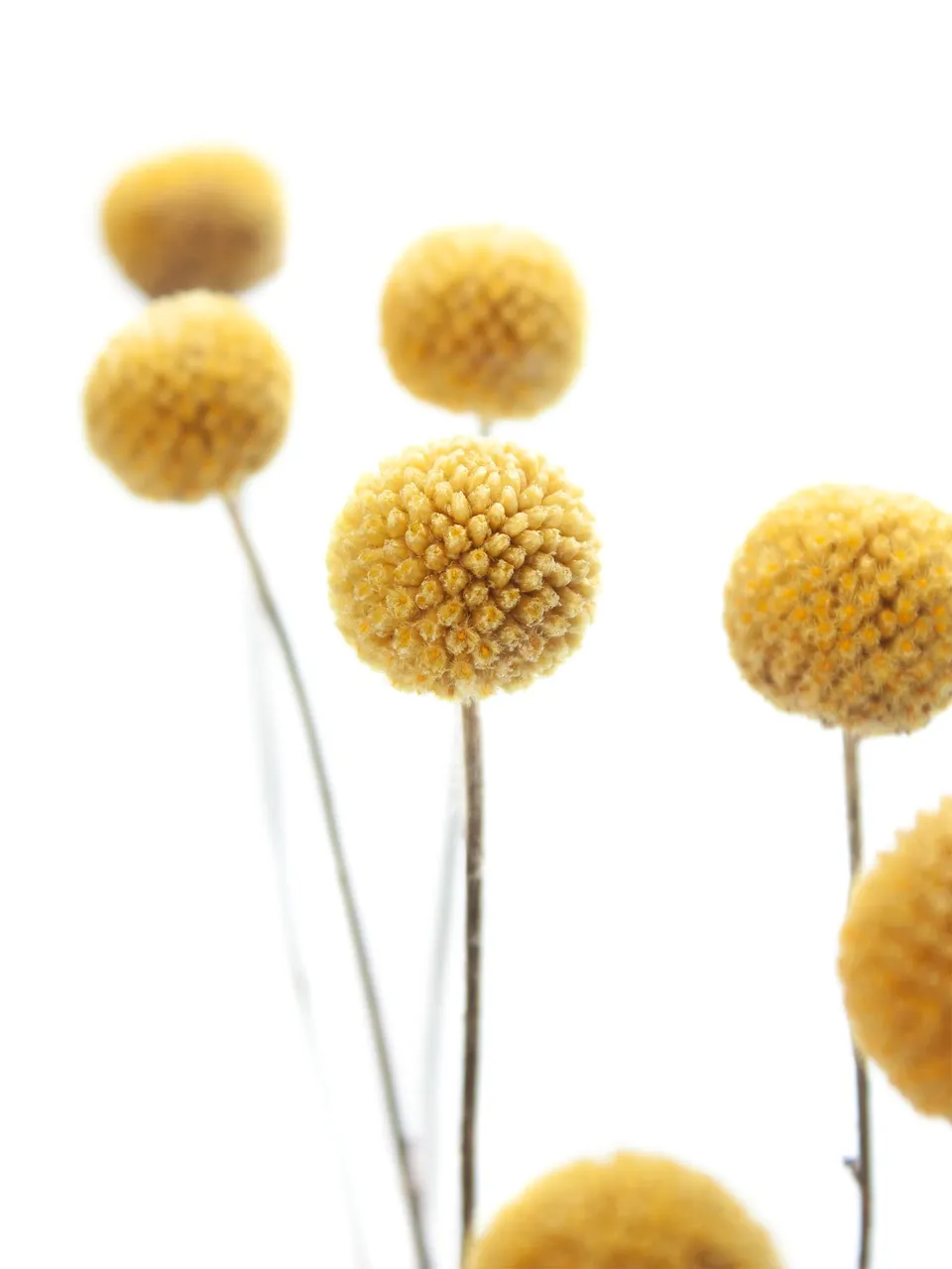 blumigo-trockenblumen-craspedia-gelb-getrocknet-natur image 1