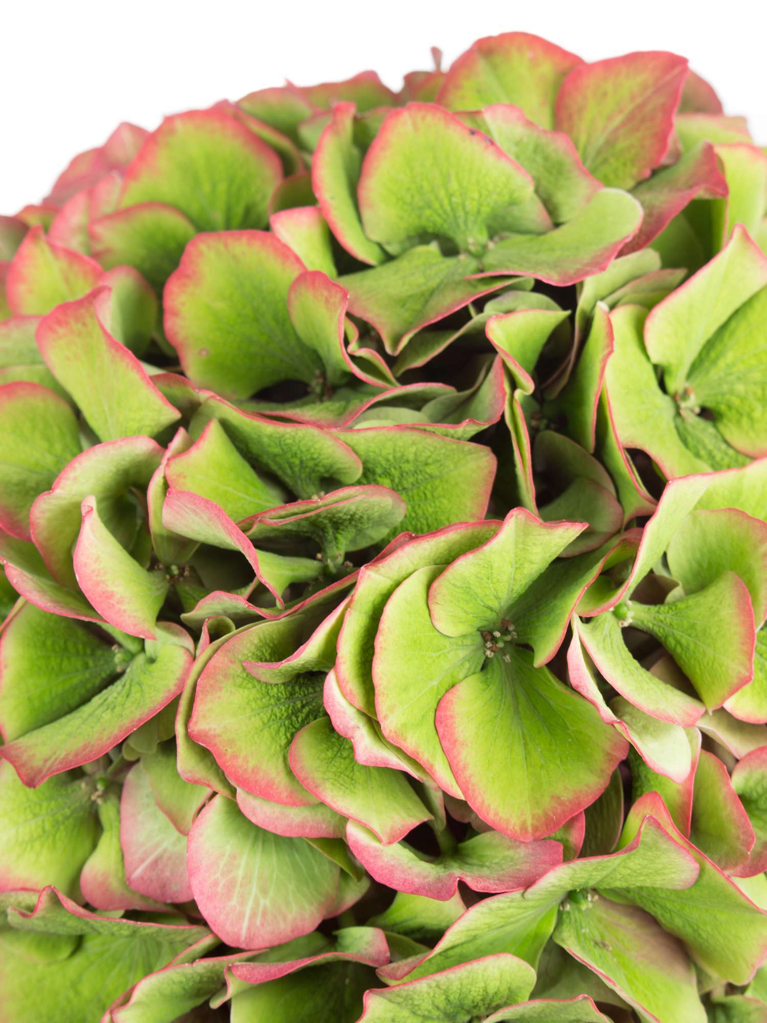 blumigo-hortensien-glowing-alps-classic-schnittblume-gr-n-rot image 3