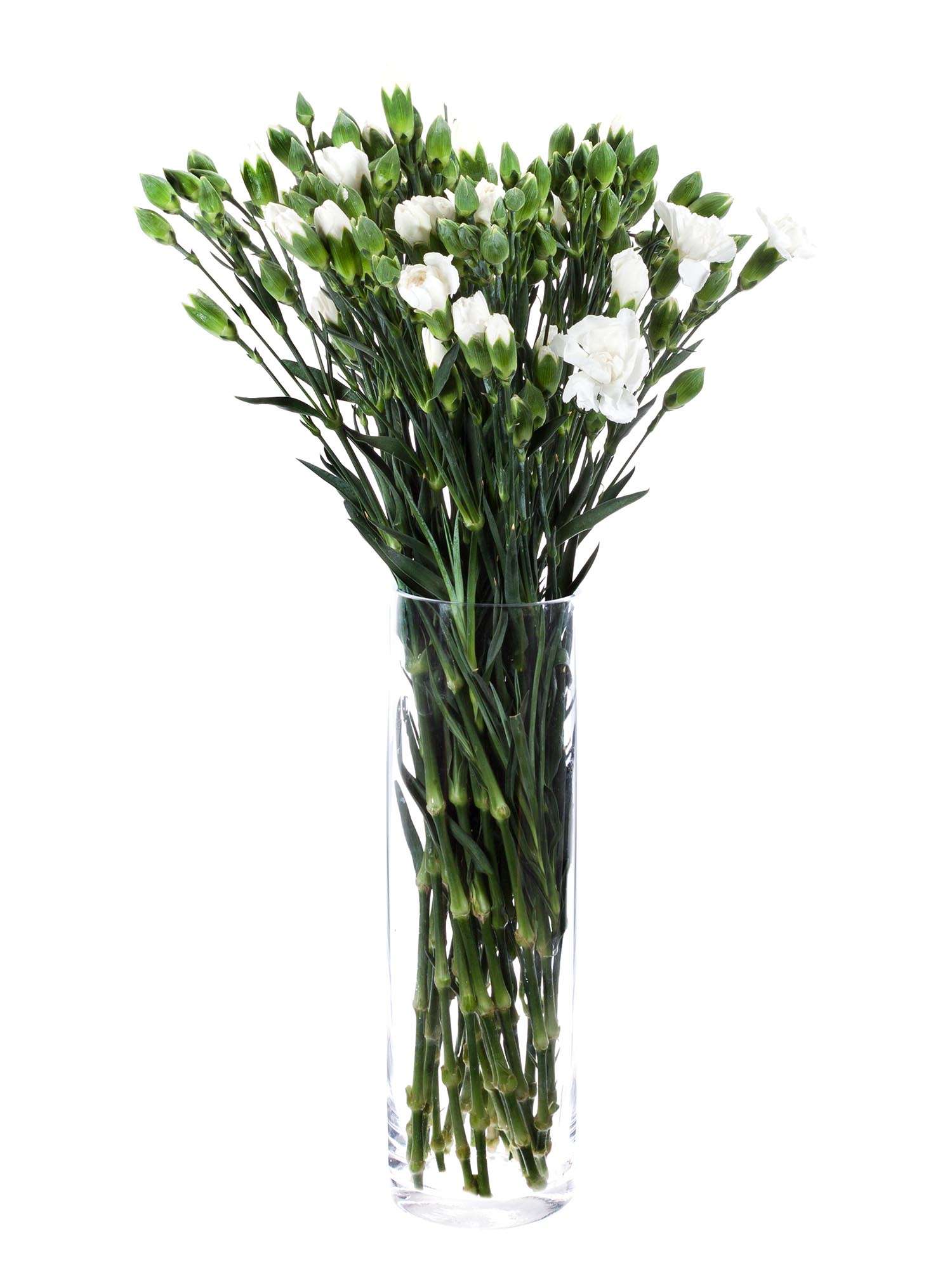 blumigo-nelken-ramaya-wei-schnittblumen-verzweigt image 2