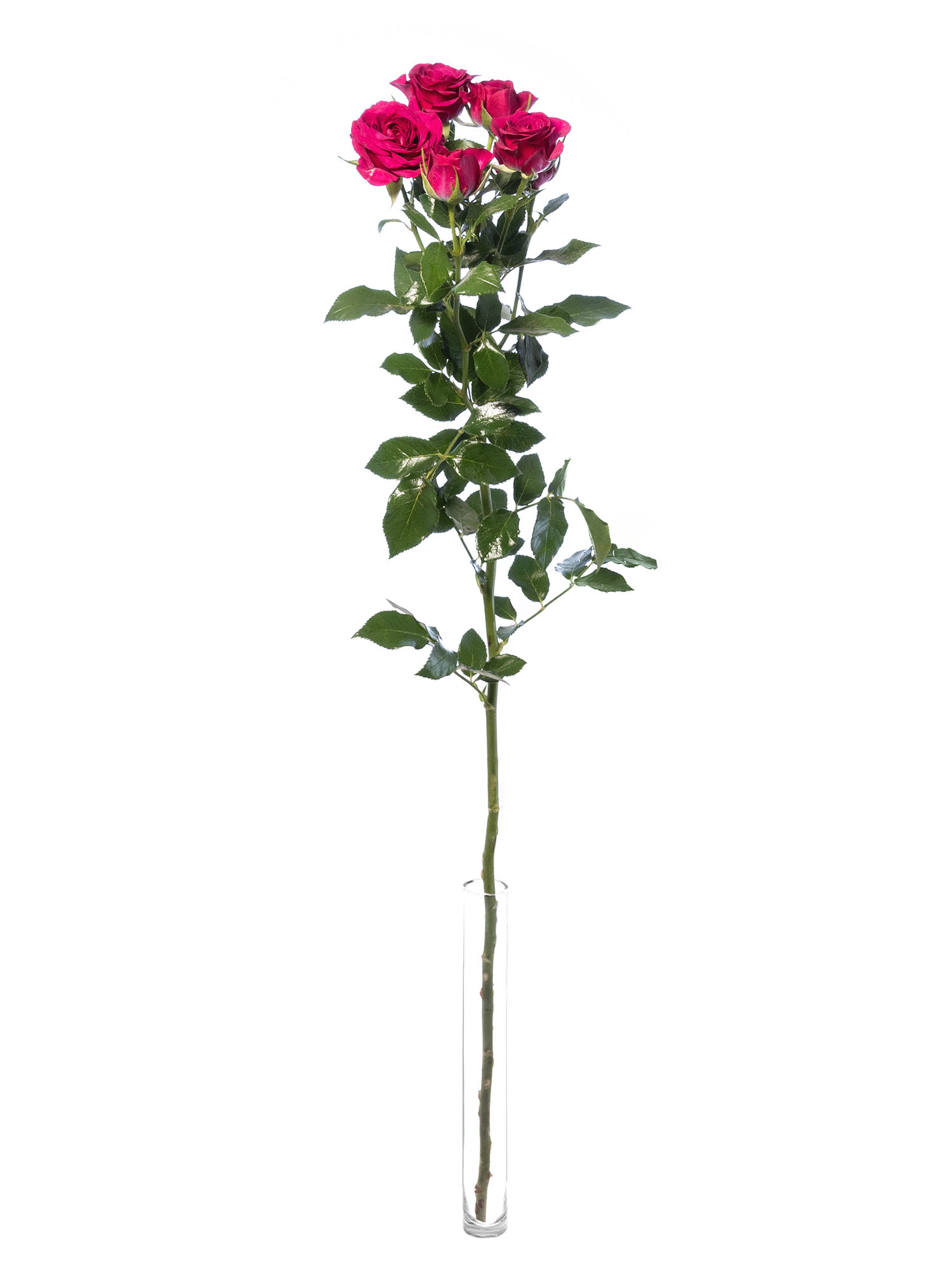 blumigo-rosen-cheyenne-schnittrosen-pink-verzweigt image 3