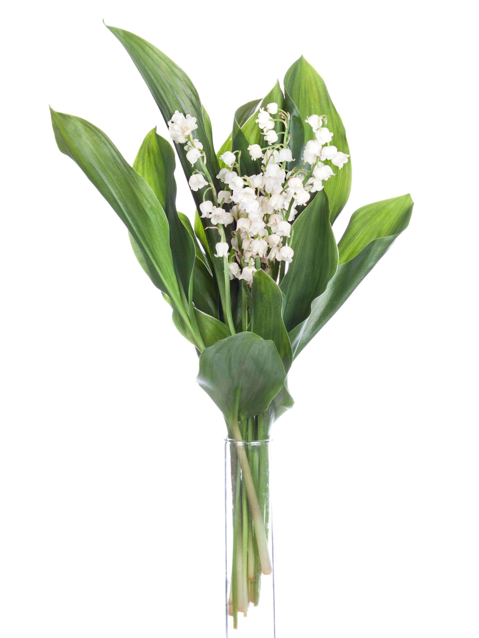 blumigo-convallaria-maigl-ckchen-wei-frische-blumen image 2