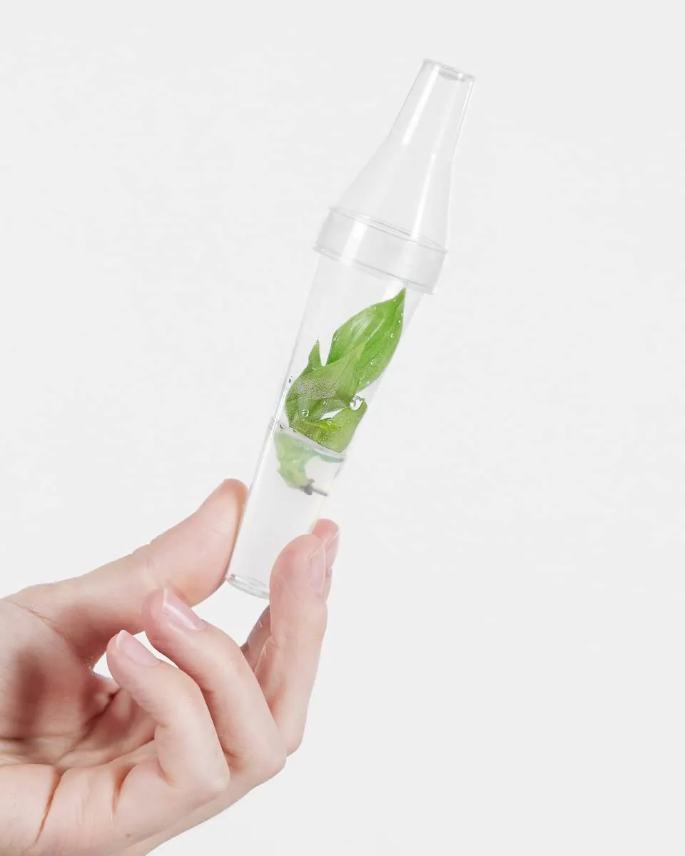 plnts-babyplnts-philodendron-mcdowell-babypflanze-13cm-luftreinigend image 1