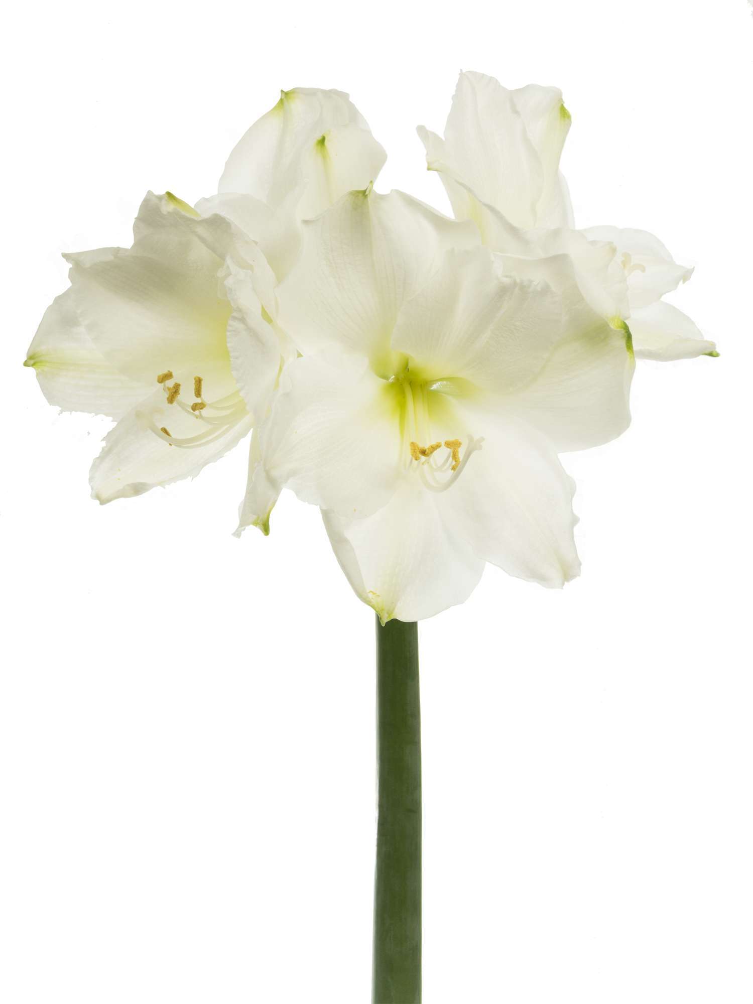 blumigo-amaryllis-christmas-gift-schnittblume-wei image 2