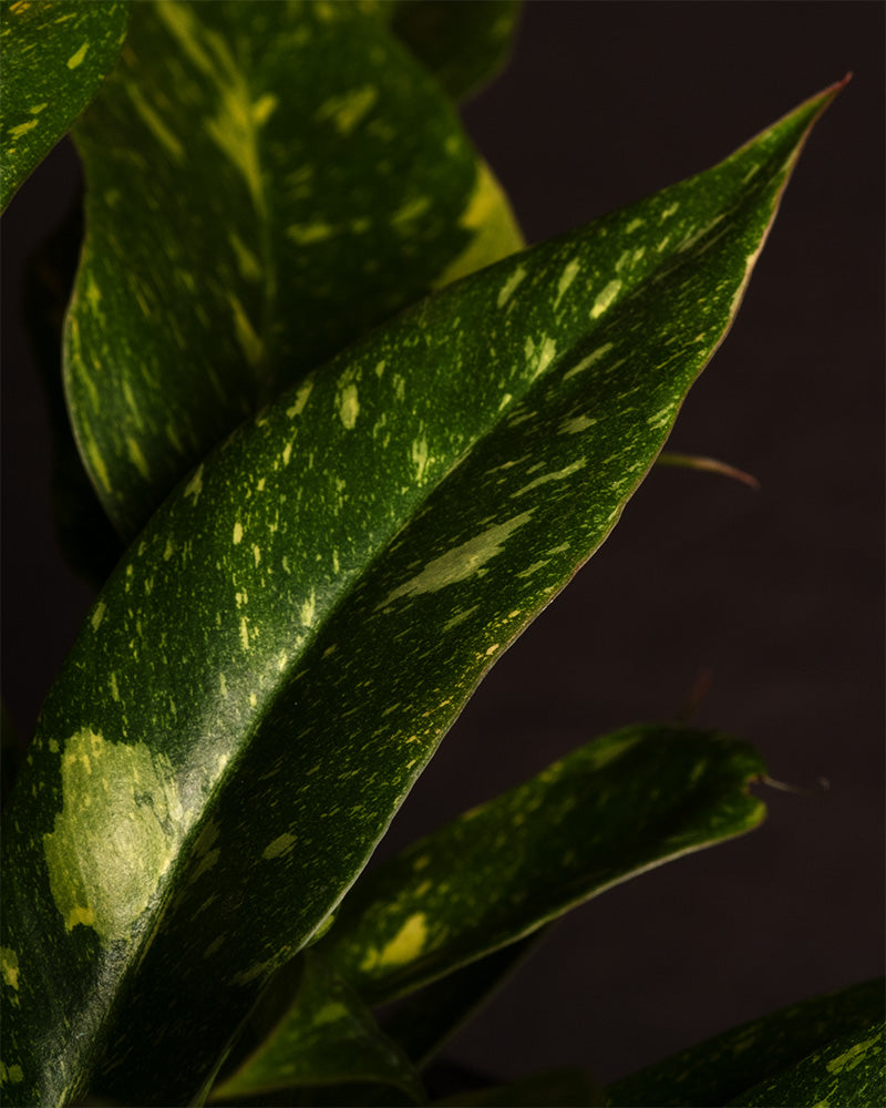 feey-variado-philodendron-ring-of-fire-20-30-cm-rarit-t image 2