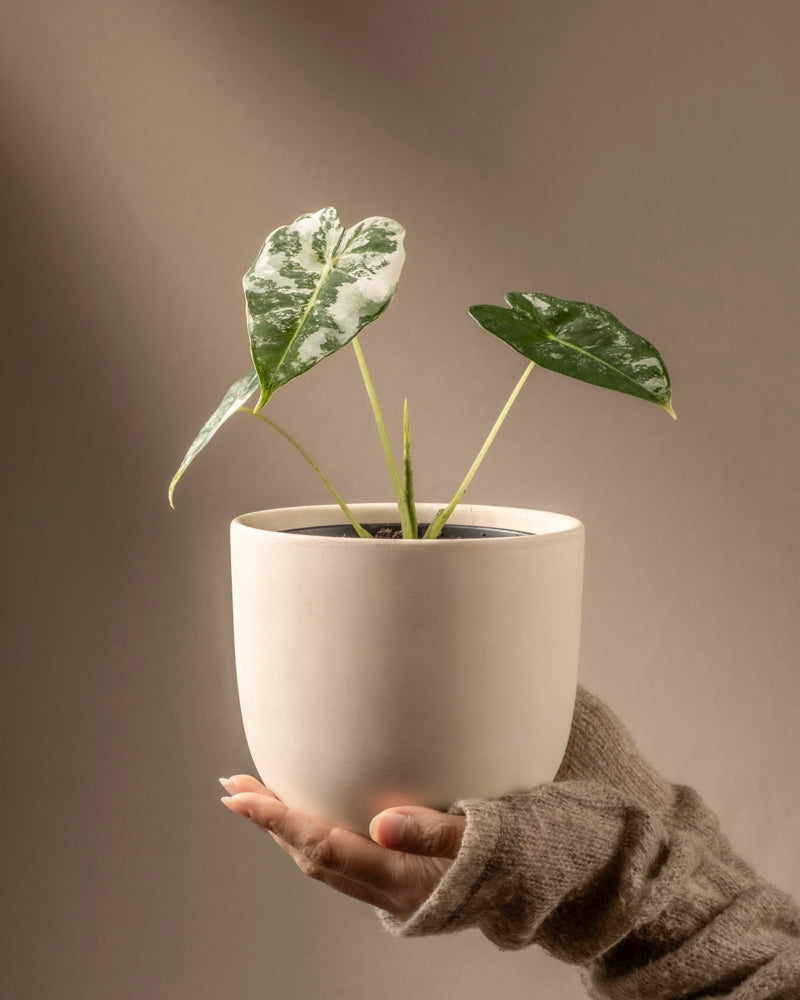 feey-variado-alocasia-frydek-variegata-zimmerpflanze-rarit-t image 1