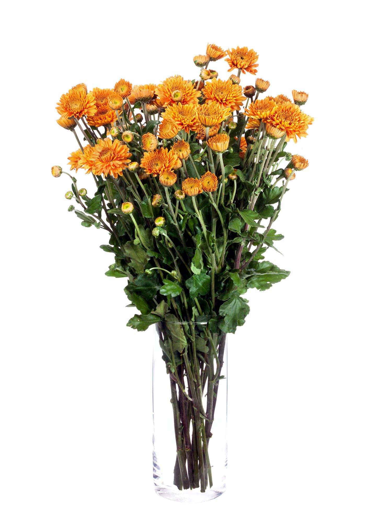 blumigo-herbstdeko-littleton-herbstaster-orange image 2