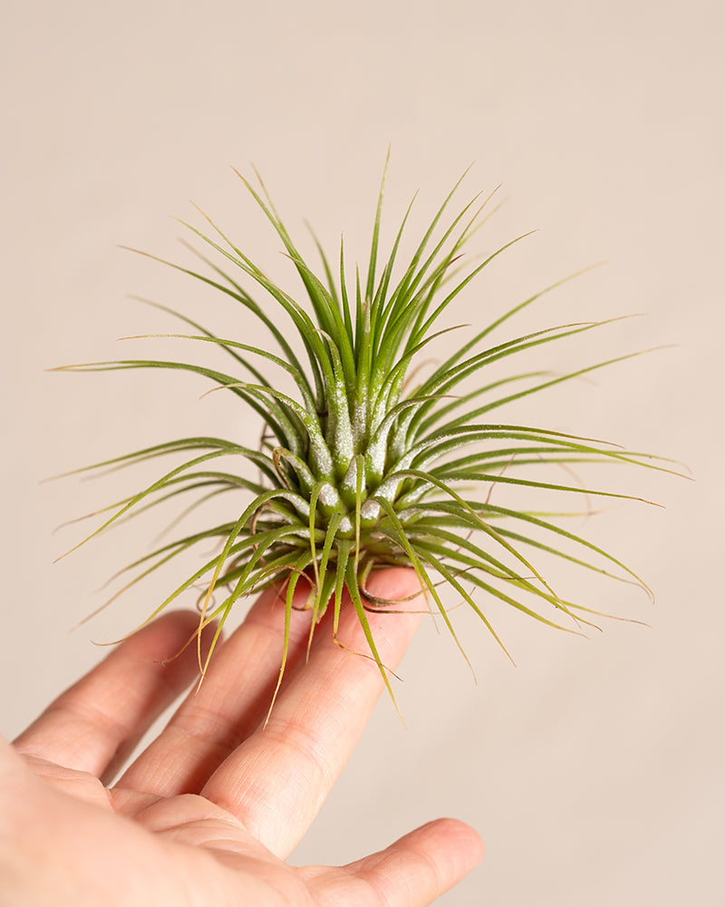 feey-variado-luftpflanzen-5-st-ck-tillandsia-ohne-erde image 3