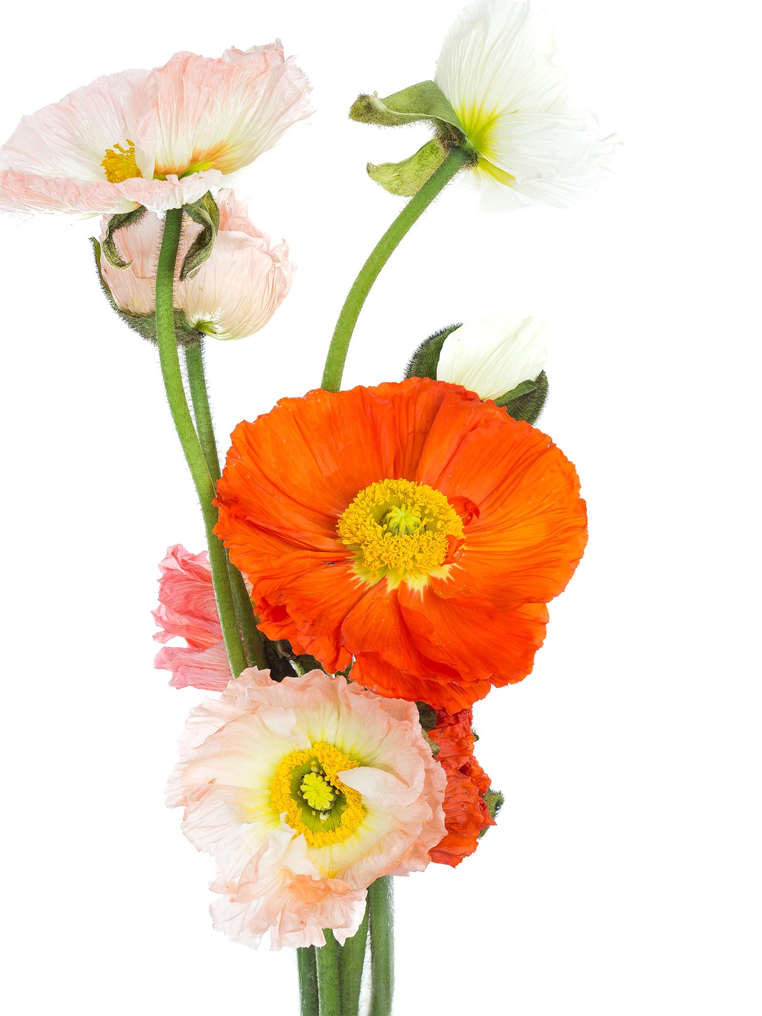 blumigo-herbstdeko-papaver-mohnblumen-bunte-mischung image 5