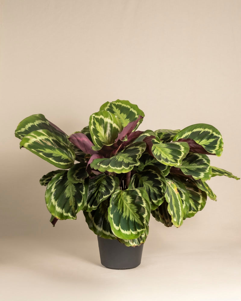 feey-calathea-roseopicta-gro-zimmerpflanze-bunte-bl-tter image 3