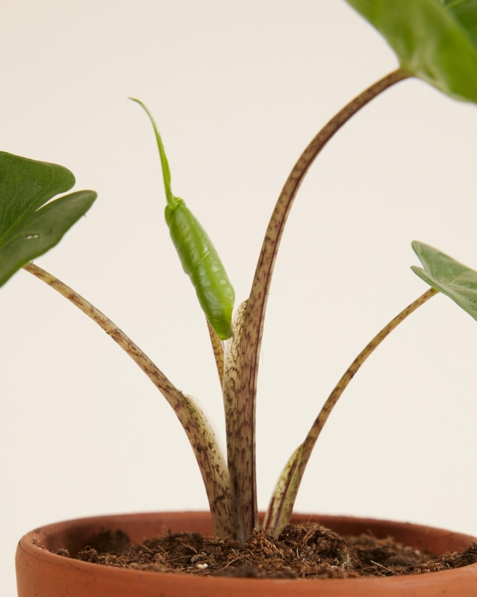 plnts-babyplnts-baby-alocasia-stingray-zimmerpflanze-25-cm image 4