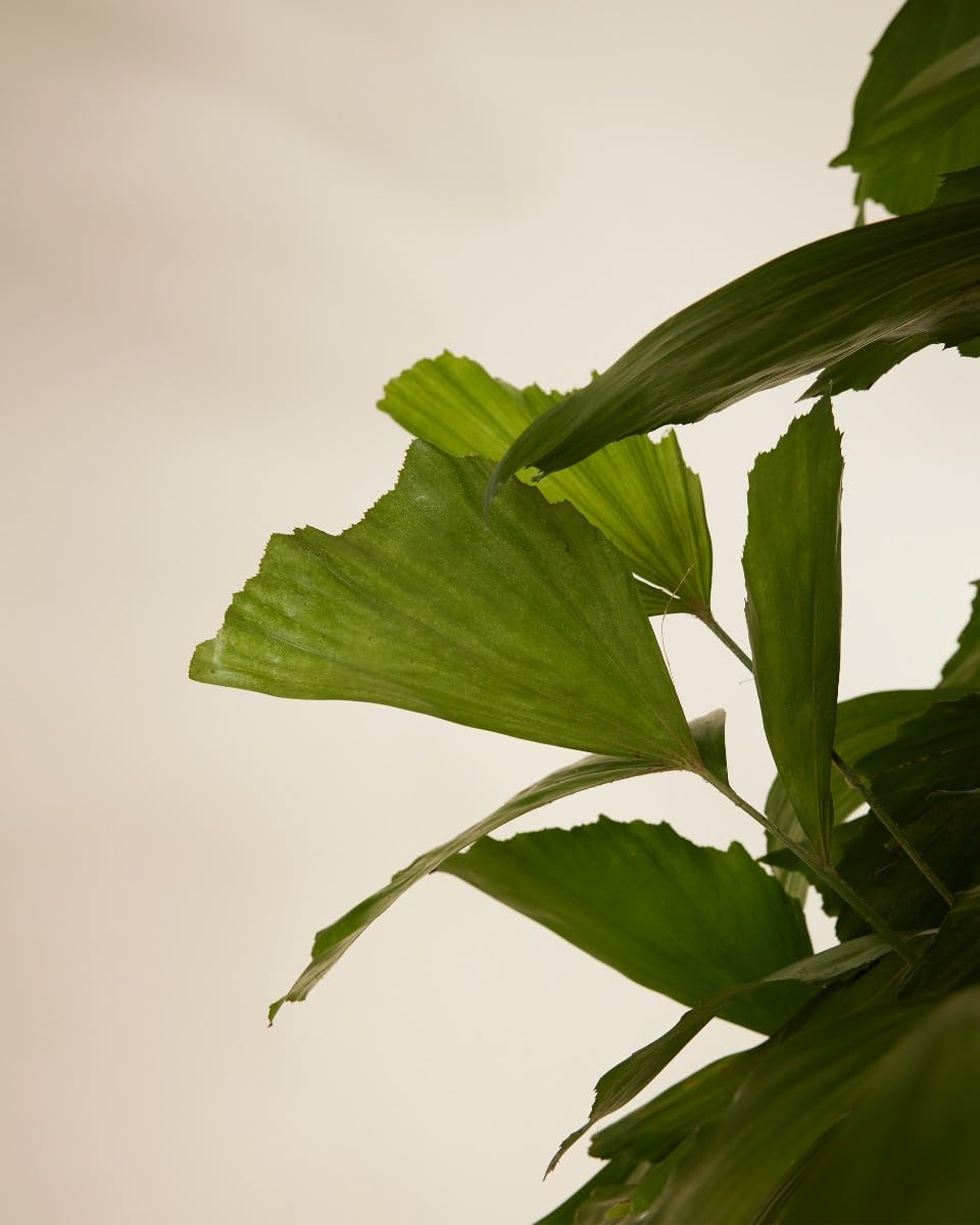 plnts-rareplnts-caryota-mitis-palme-85cm-21cm-topf-fischschwanz image 3
