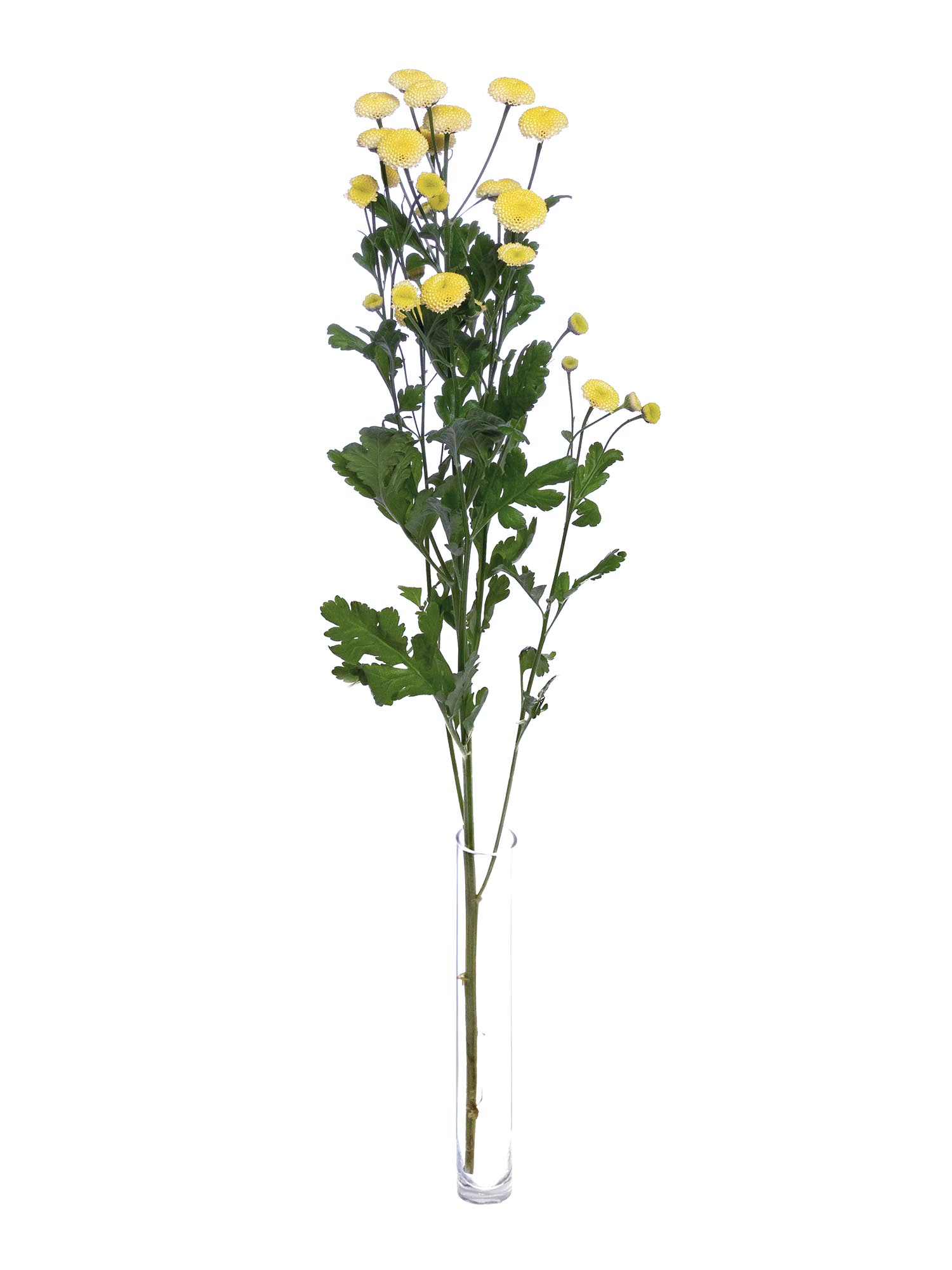 blumigo-tanacetum-amazone-blume-gelb image 4