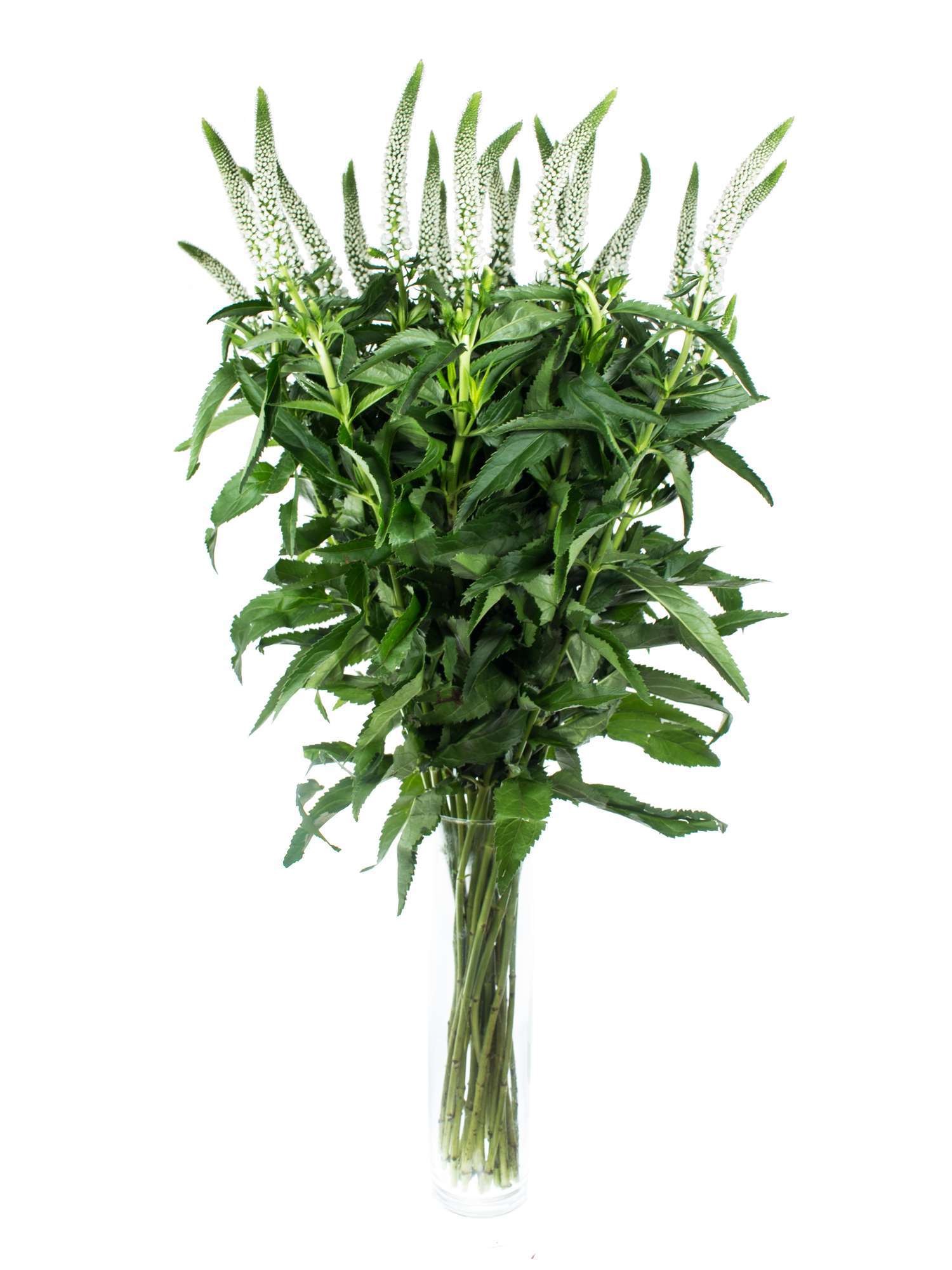 blumigo-veronica-ehrenpreis-schnittblume-wei-einzelstiel image 2