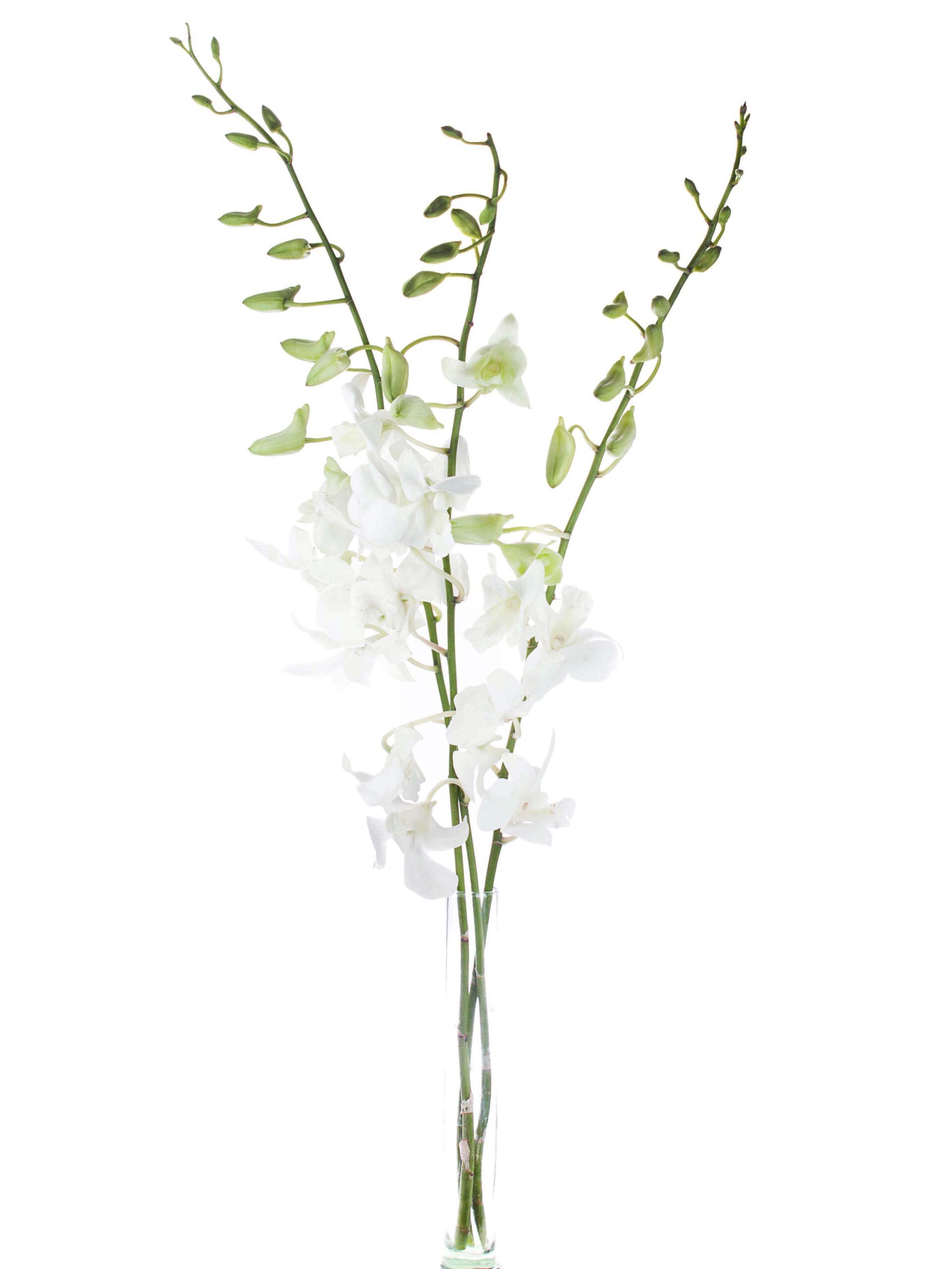 blumigo-blattwerk-dendrobium-orchidee-wei-schnittblume-frisch image 2