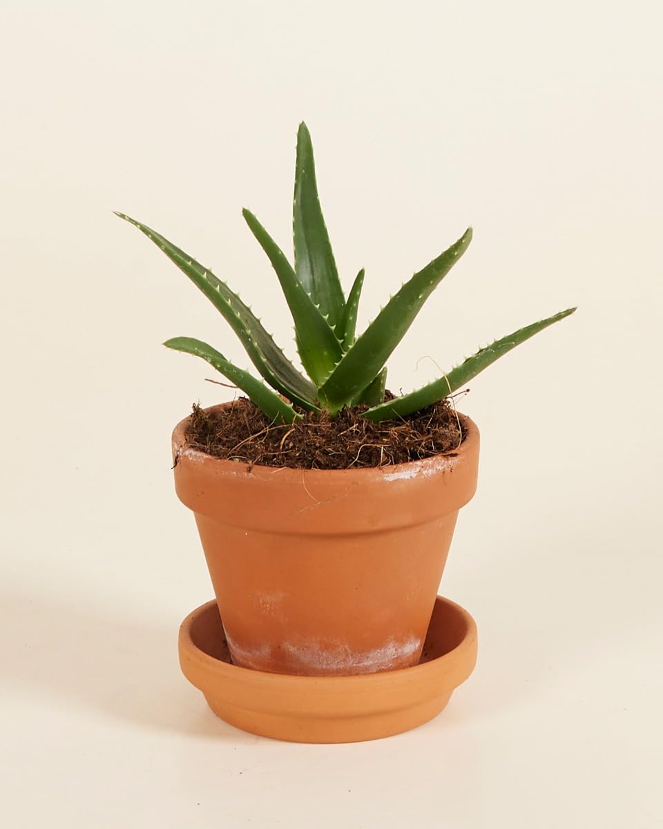 plnts-babyplnts-baby-vera-alo-mini-pflanze-6-cm-topf-heilpflanze image 2