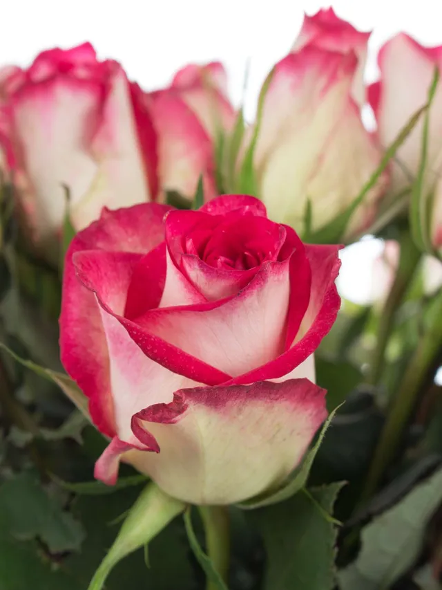 blumigo-double-date-rose-pink-wei-einzelstiel image 1